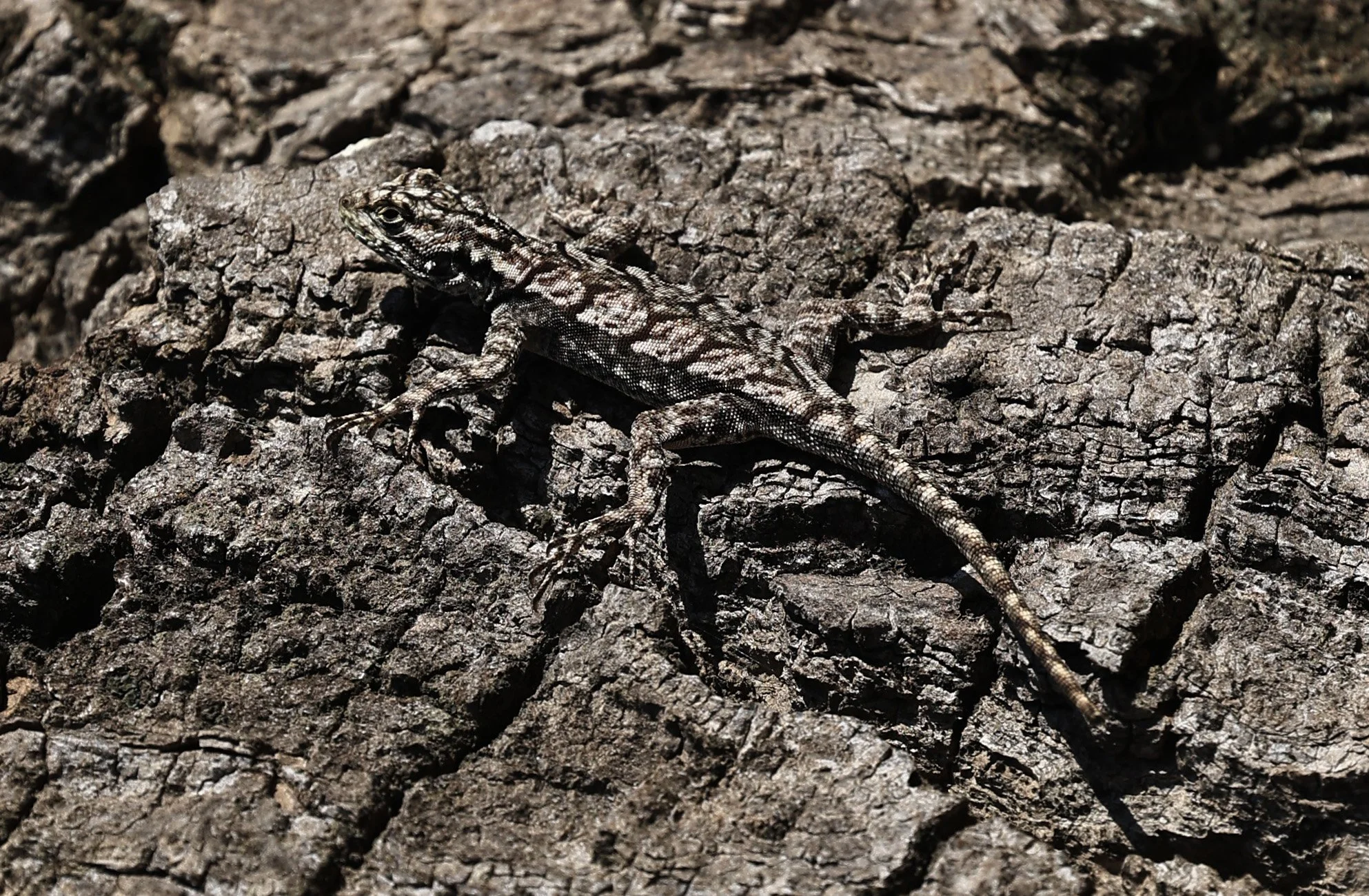 Spiny Lava Lizard (Tropidurus spinulosus) Fortin Toledo Paraguay (12).jpg