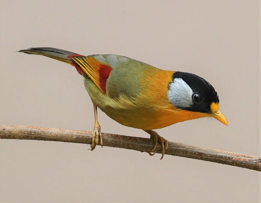 MESIA - SILVER-EARED MESIA - Leiothrix argentauris - DOI ANG KHANG CHIANG MAI FEB 2022 (10).jpg