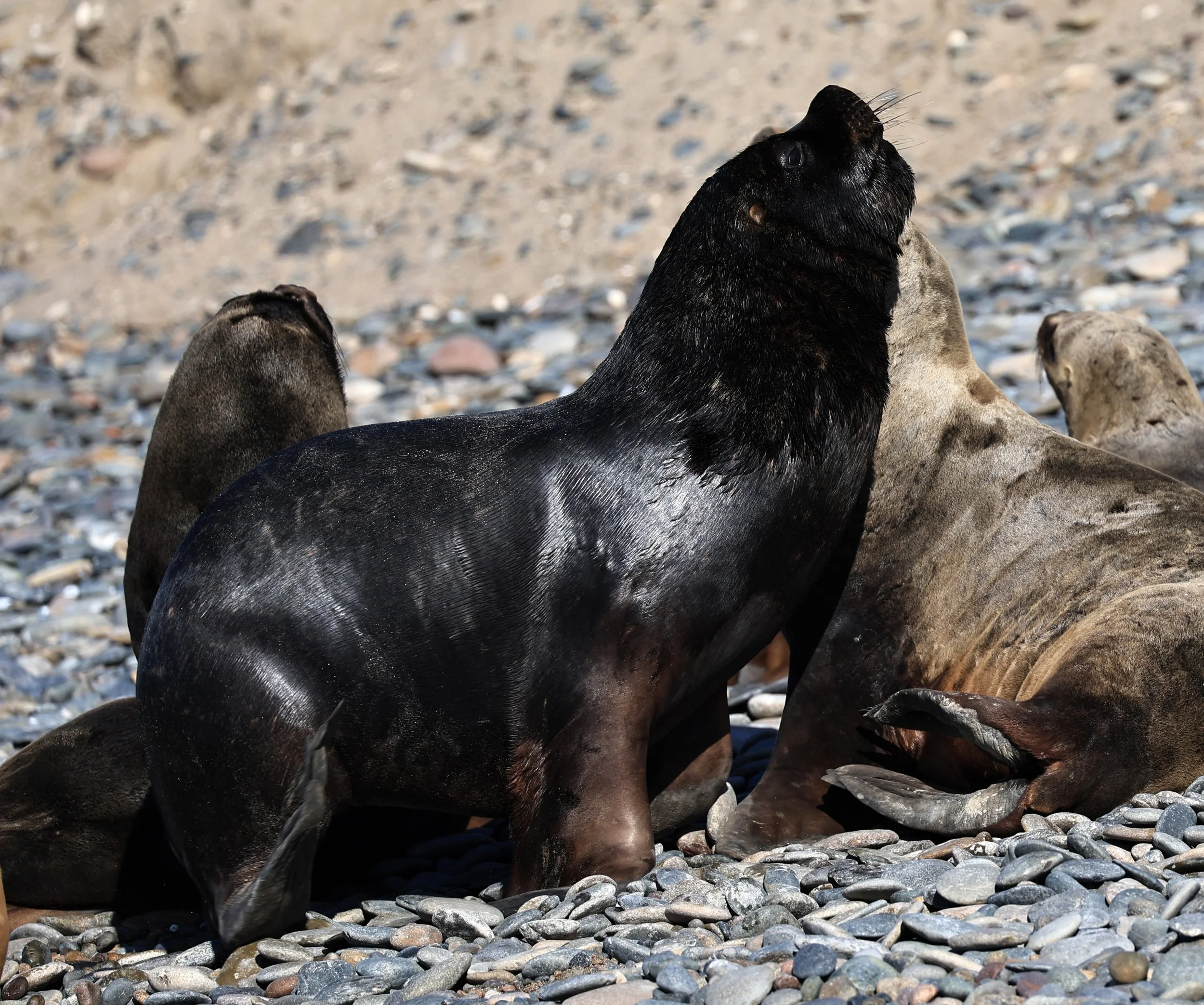 South American Sea Lion (Otaria flavescens) Puerto Rawson Argentina (32).jpg