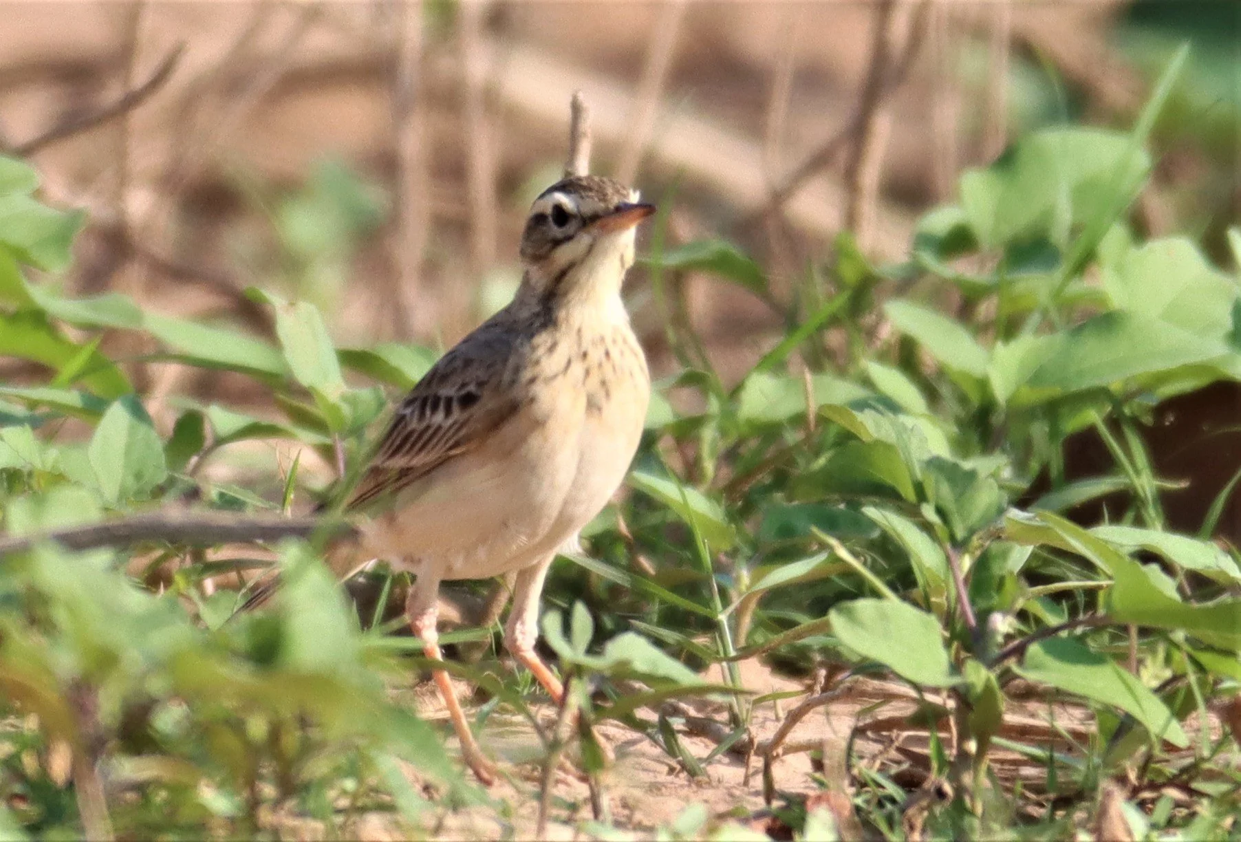 Paddyfield Pipit (Anthus rufulus) LUMTAKONG LAKE PAK CHONG (5).jpg