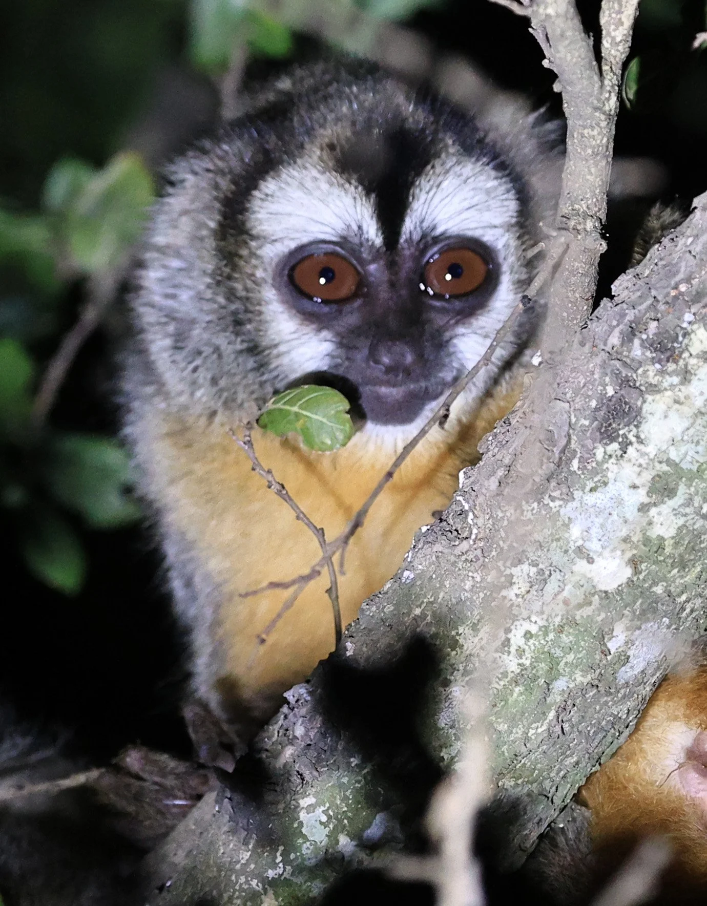 Azara's Night Monkey (Aotus azarae) Hotel Campestre Iparoma Paraguay  (53).jpg