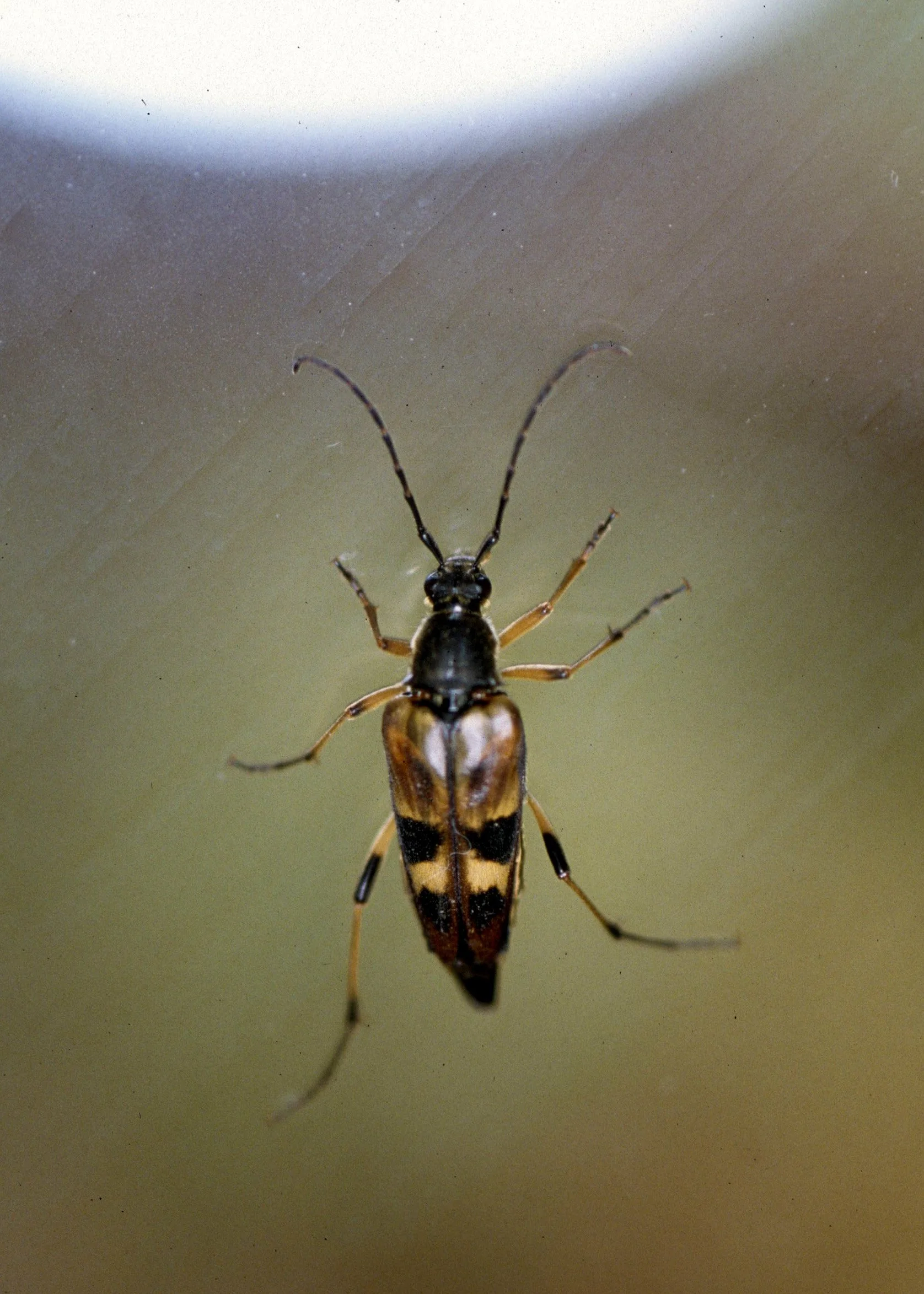 INVERTS - COLEOPTERA - LEPTURA SPECIES - LAKE FARM.jpg