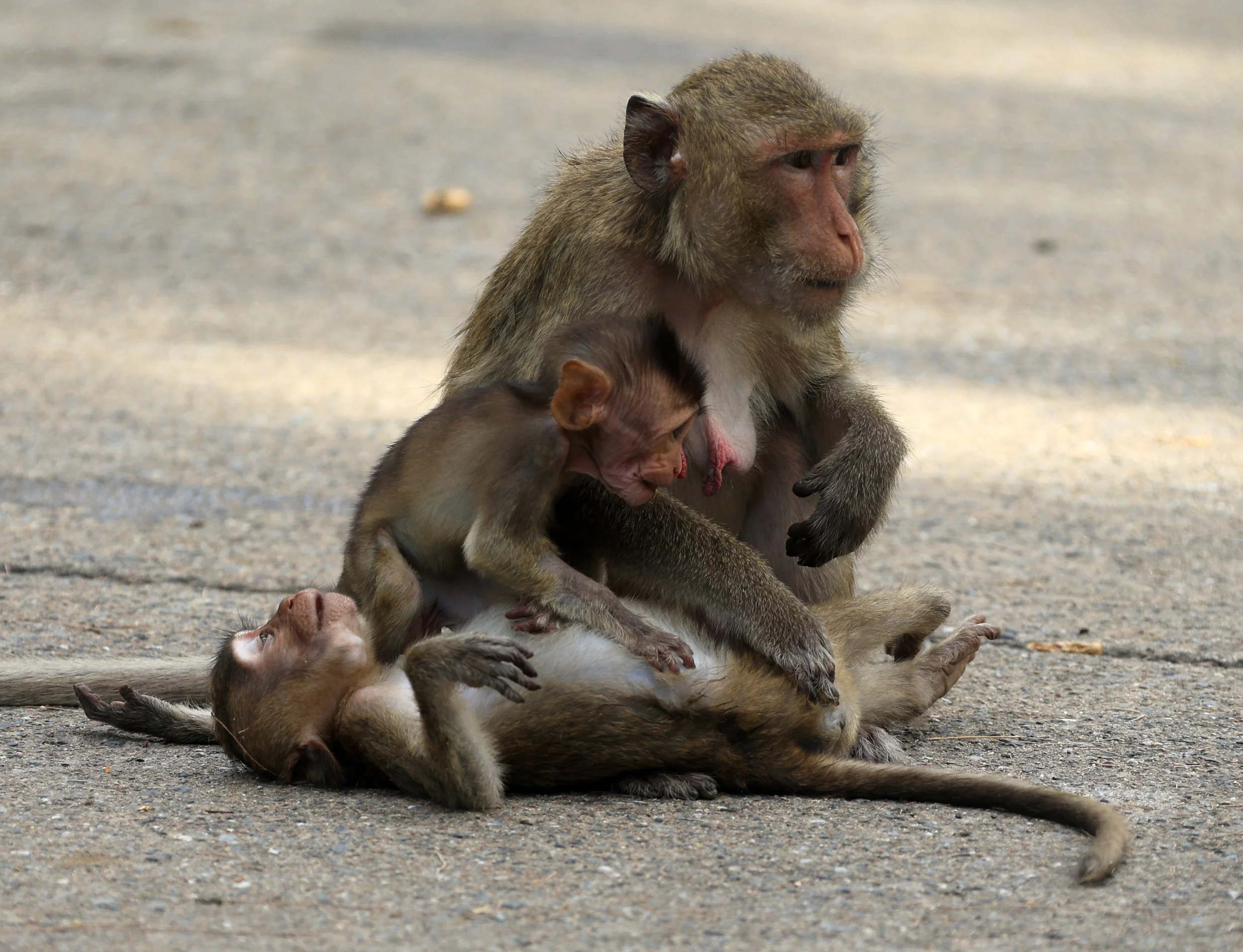 Khao Nor Khao Kaew Bat Viewing Nakhon Sawan (20).jpg