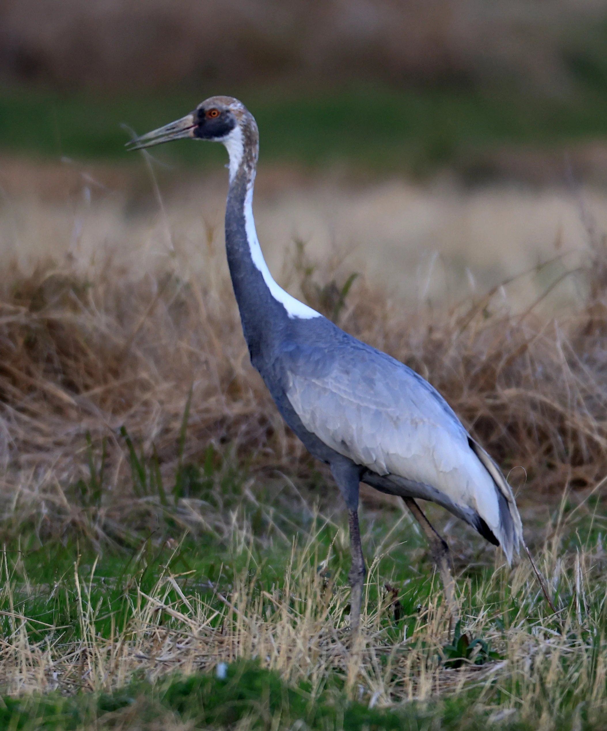 White-naped Crane (Antigone vipio) Izumi Crane Park & Center, Izumi Kagoshima Kyushu Japan (25).jpg