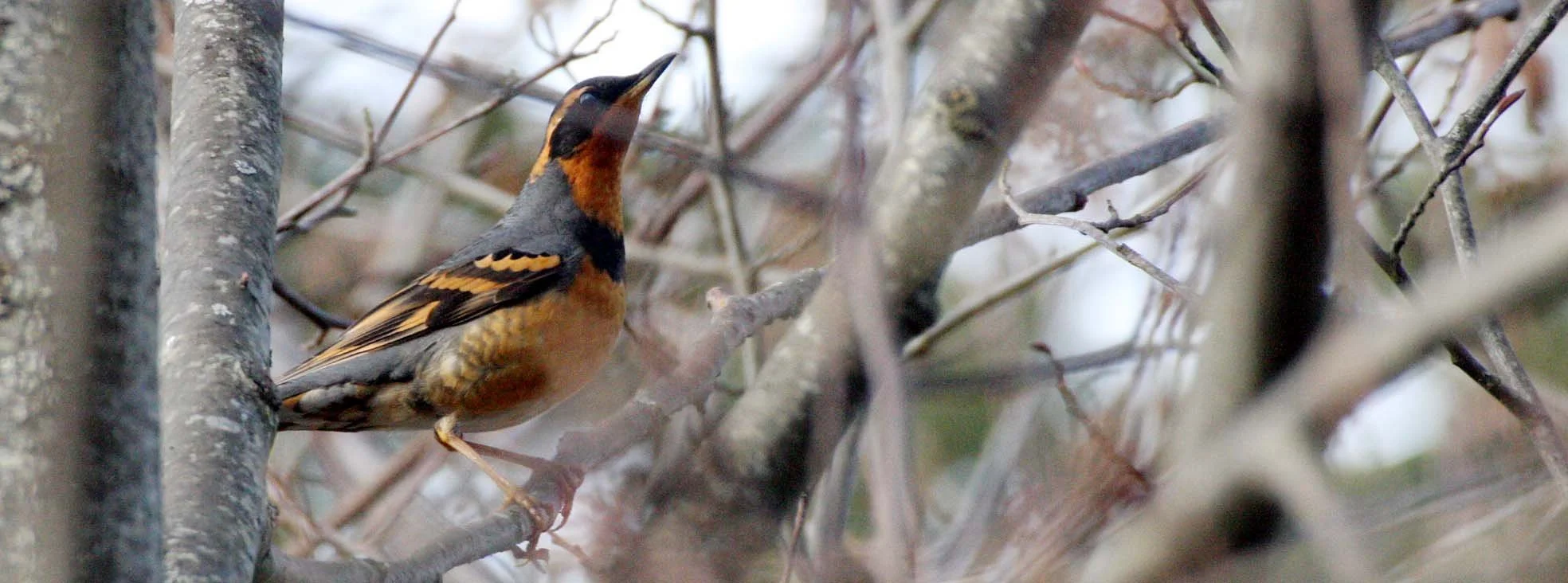 Varied Thrush (Ixoreus naevius) Lake Farm Olympic Peninsula Washington (4).JPG