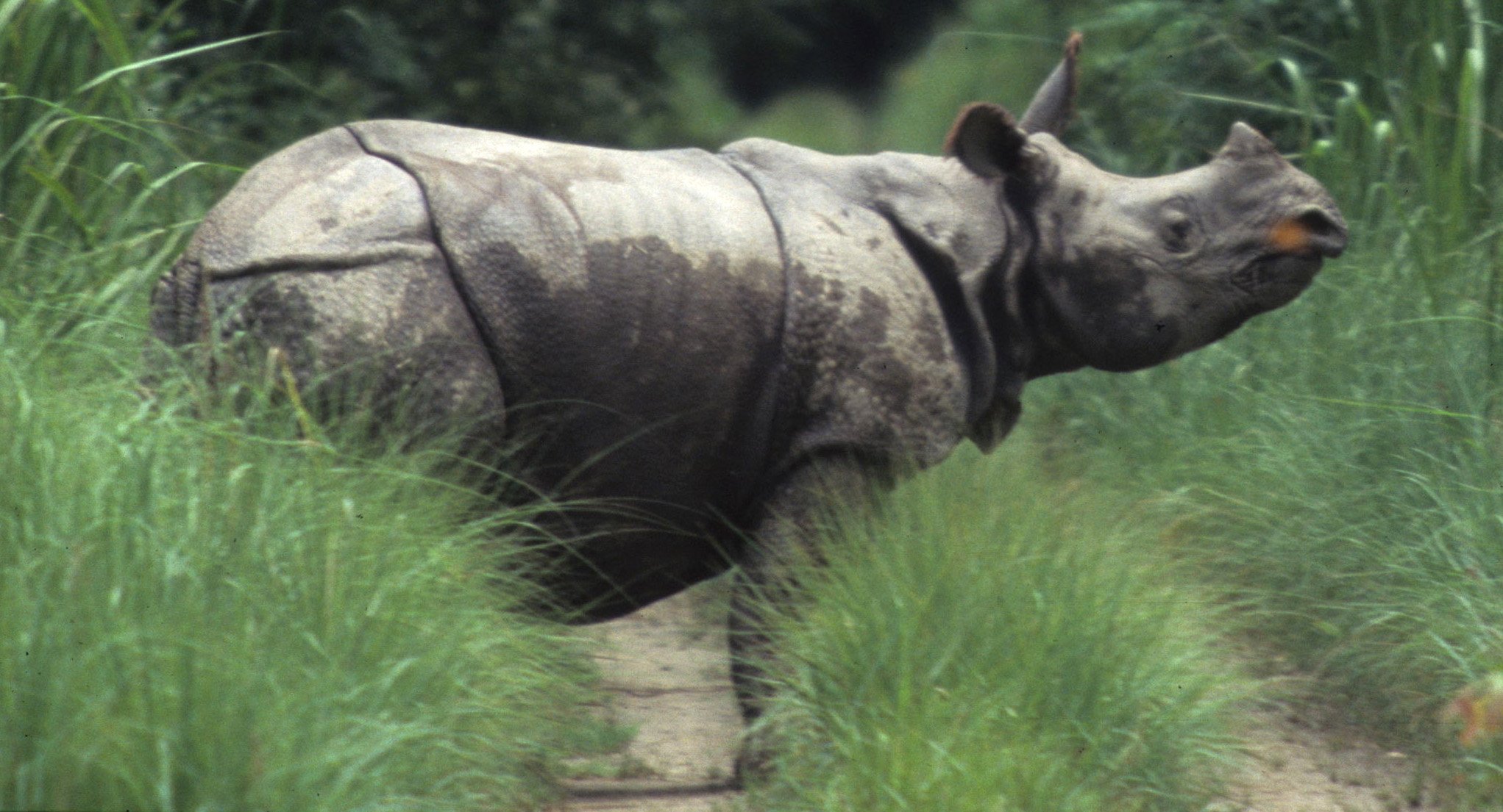 RHINO - ASIAN RHINO - CHITWAN NP NEPAL C.jpg