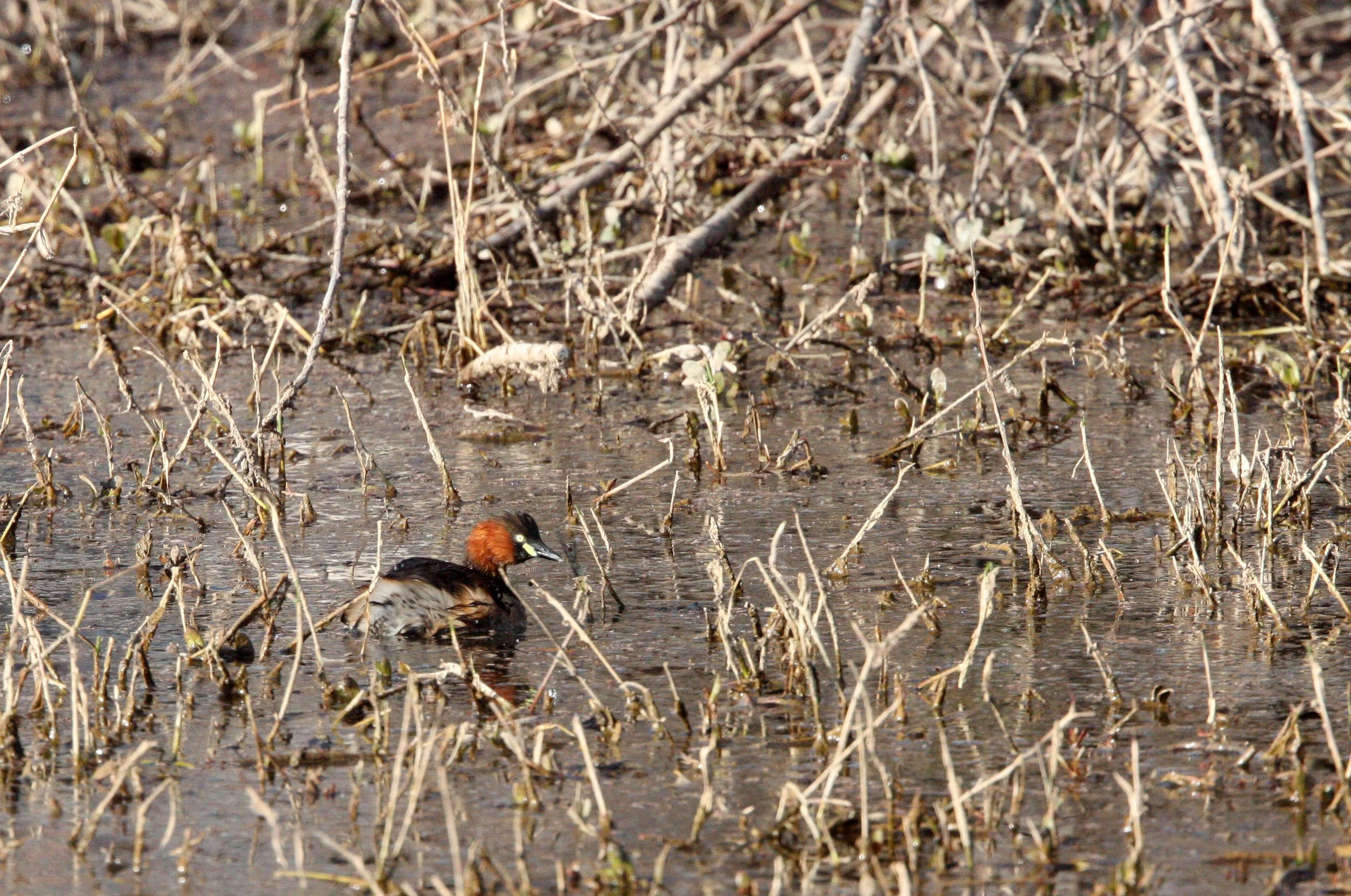 Little Grebe (Tachybaptus ruficollis) Wetlands near Erhai Lake Dali Yunnan China (6).JPG