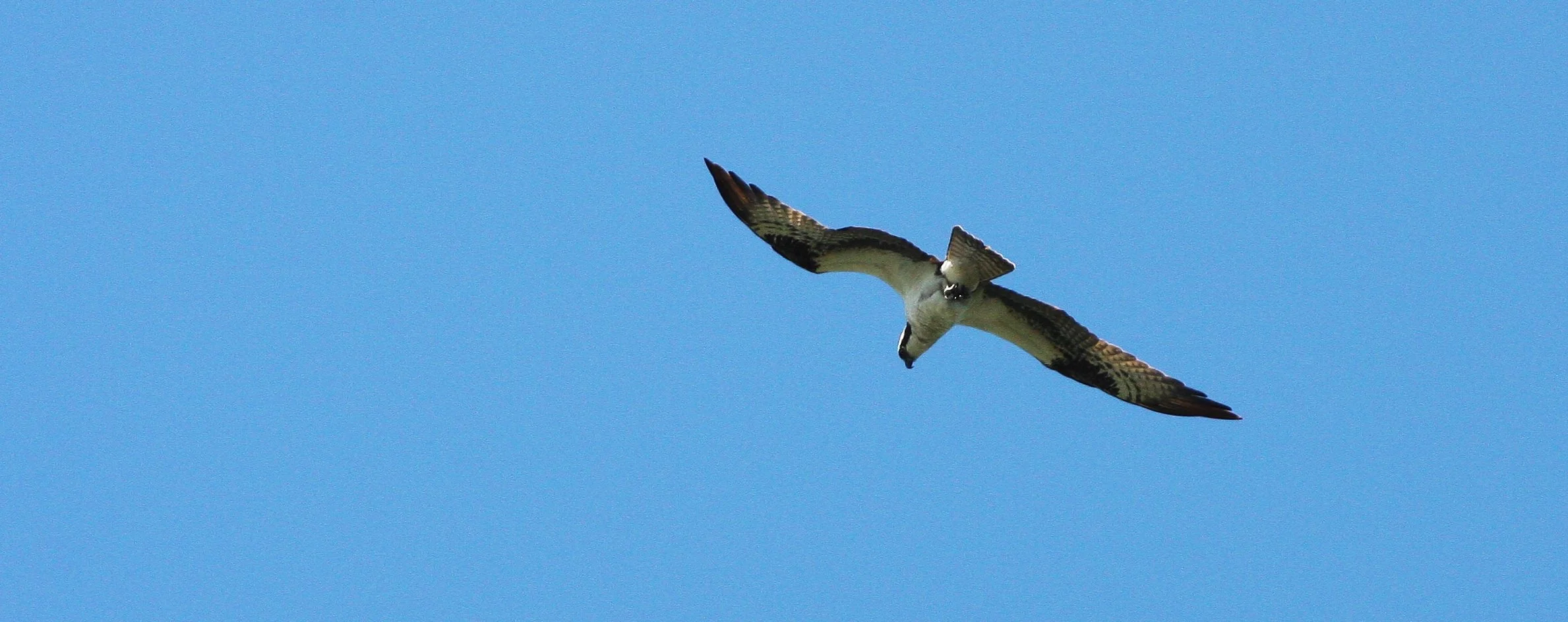 Pandion haliaetus - OSPREY - RIDGEFIELD NWR WA (10).JPG