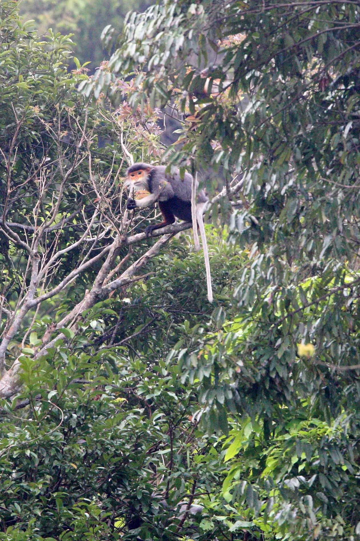CERCOPITHECIDAE - Pygathrix nemaeus - RED-SHANKED DOUC - SON TRA PENINSULA DA NANG VIET NAM (45).JPG