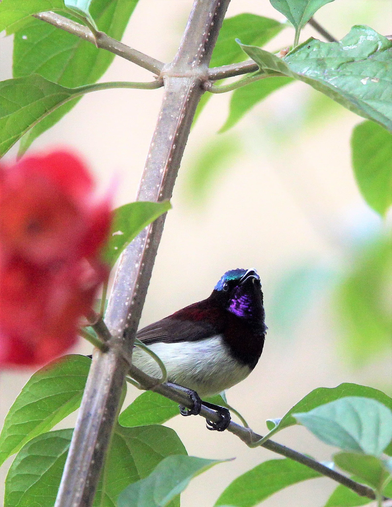 BIRD - SUNBIRD - PURPLE-RUMPED SUNBIRD - SILENT VALLEY NATIONAL PARK KERALA INDIA (1).JPG