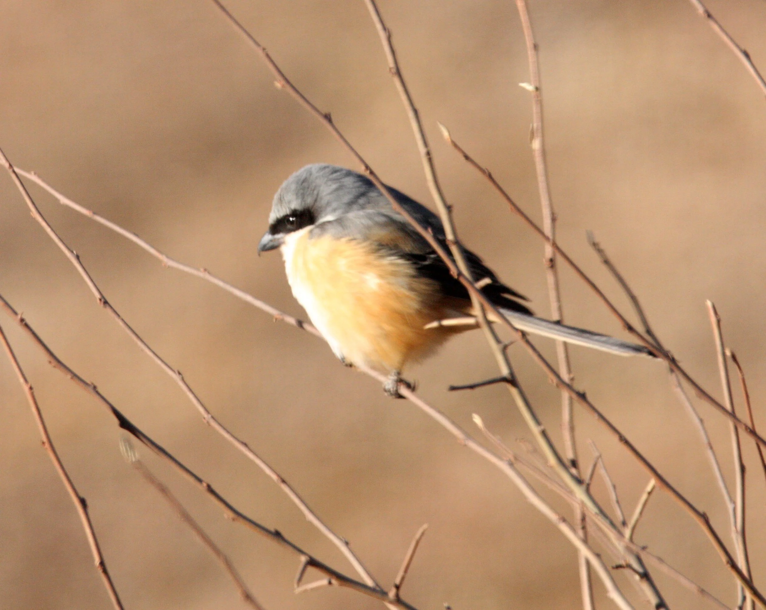 Grey-backed Shrike (Lanius tephronotus) Lijiang Yunnan in surrounding highlands (2).JPG