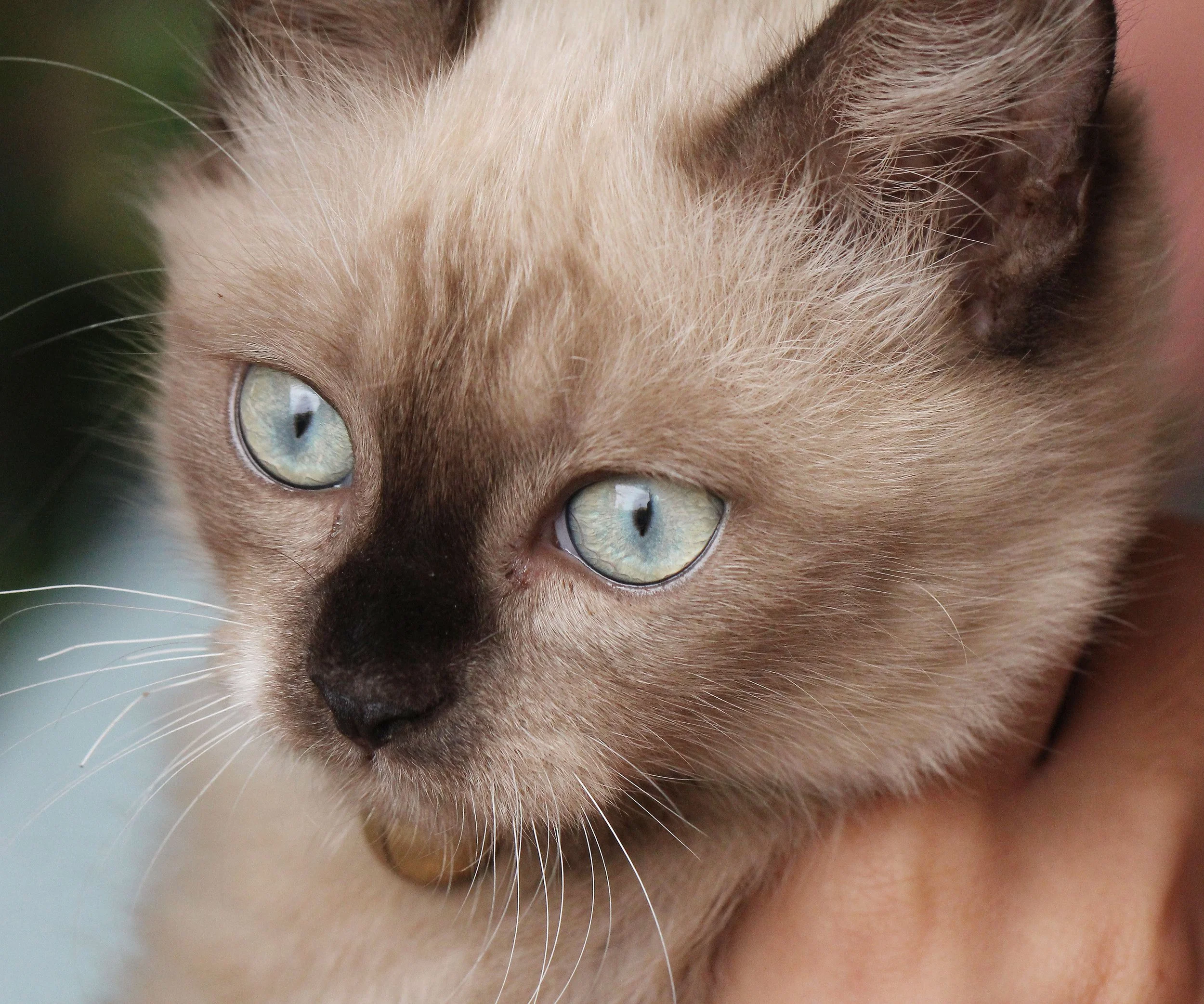 2015 Koh Lanta October Break Trip  (153).JPG