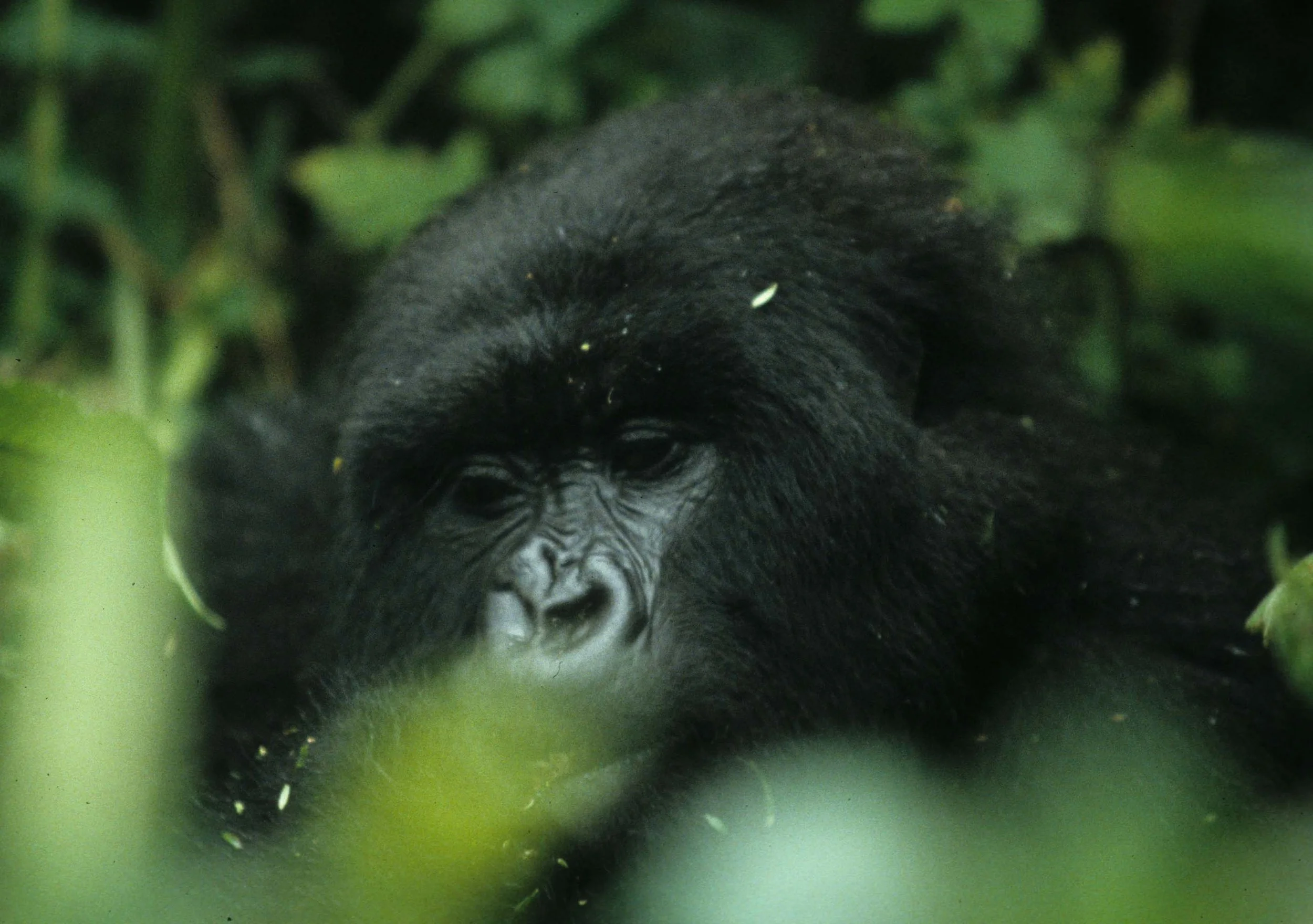 PRIMATE - GORILLA-RWANDA PARC DU VULCANS (97).jpg