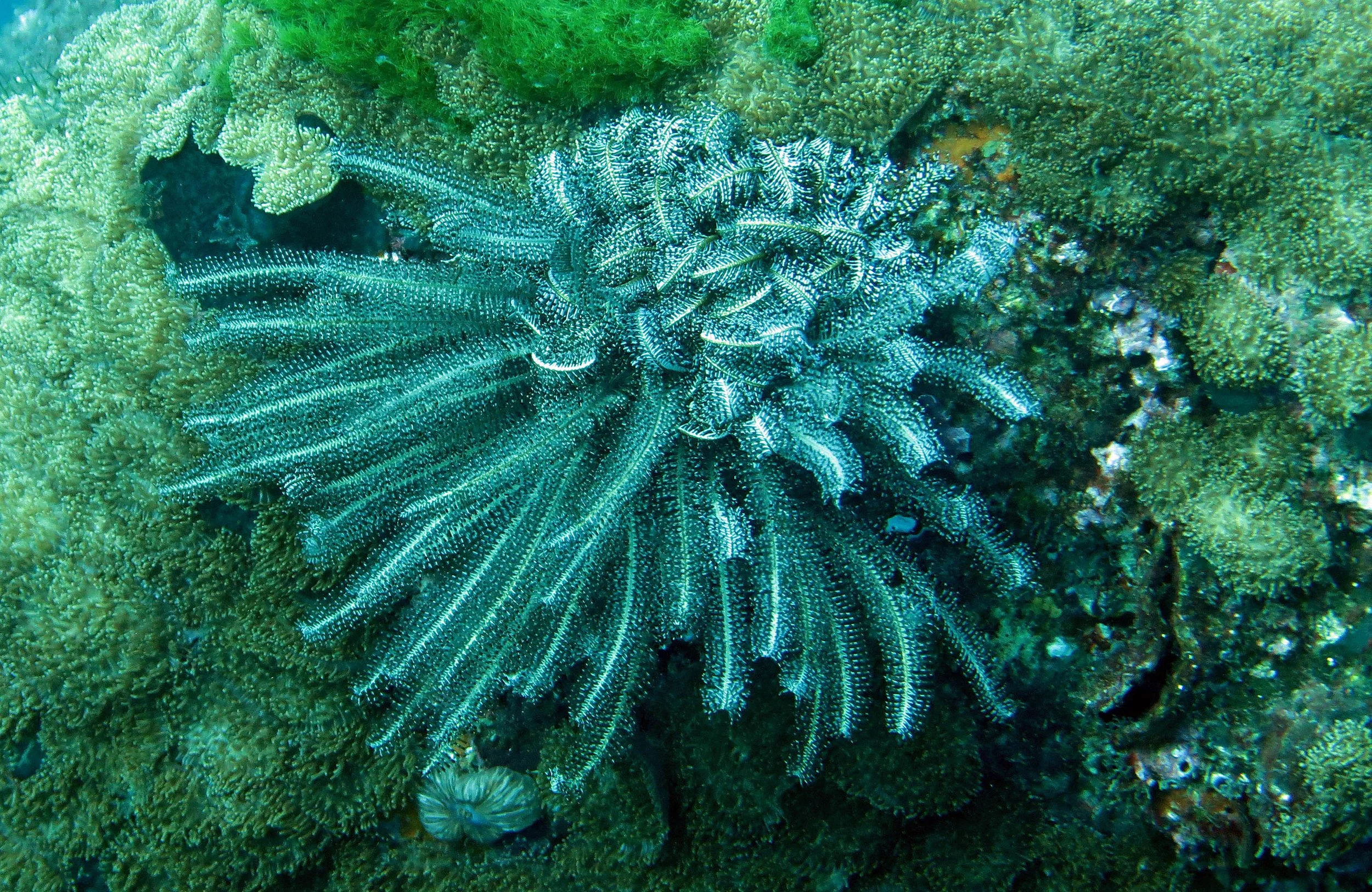 2014 Similan Islands Marine Park Thailand ISB Dive Trip (12).JPG