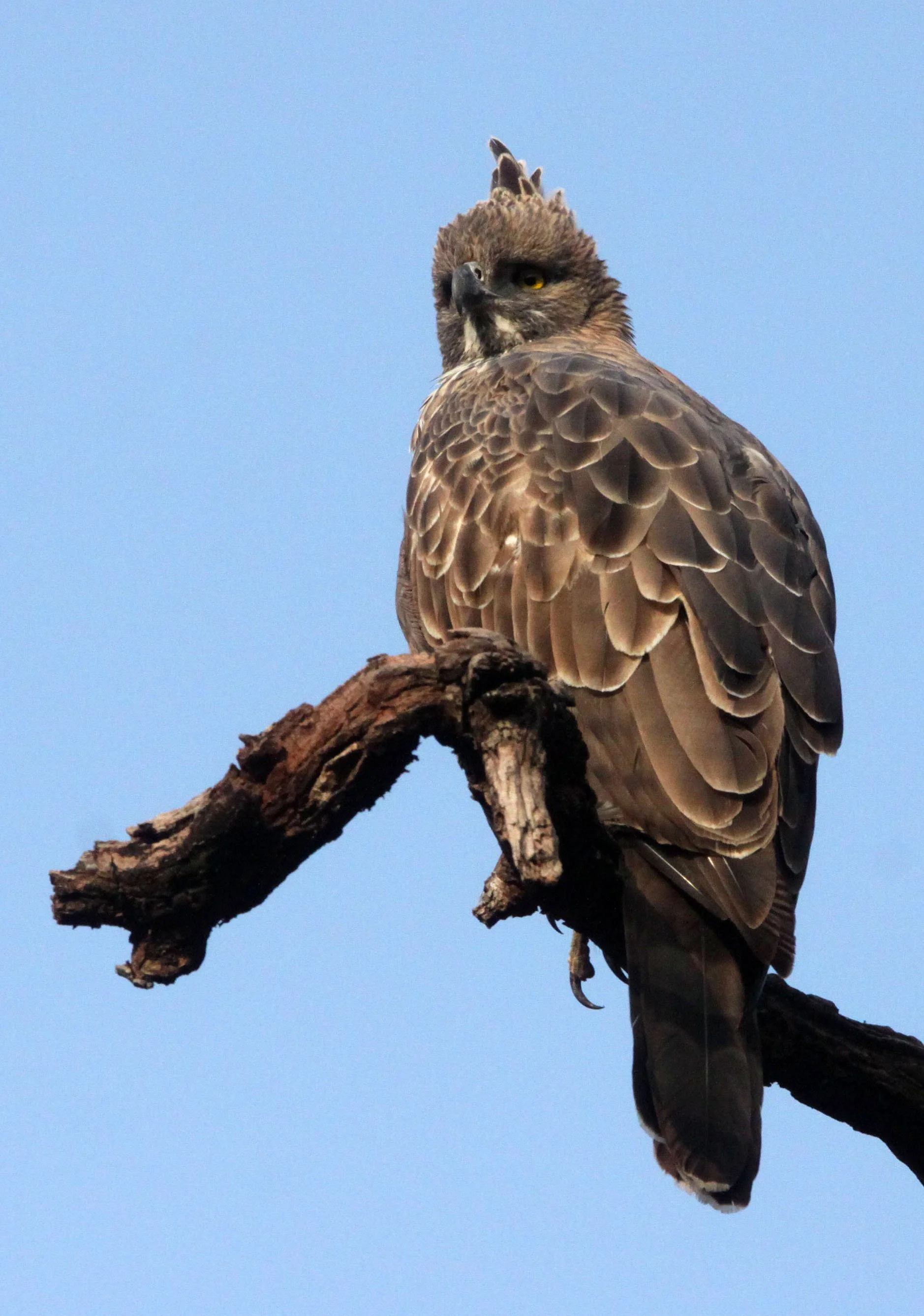 Nisaetus cirrhatus cirrhatus - INDIAN CHANGEABLE HAWK EAGLE - BANDHAVGAR NATIONAL PARK INDIA (49).JPG