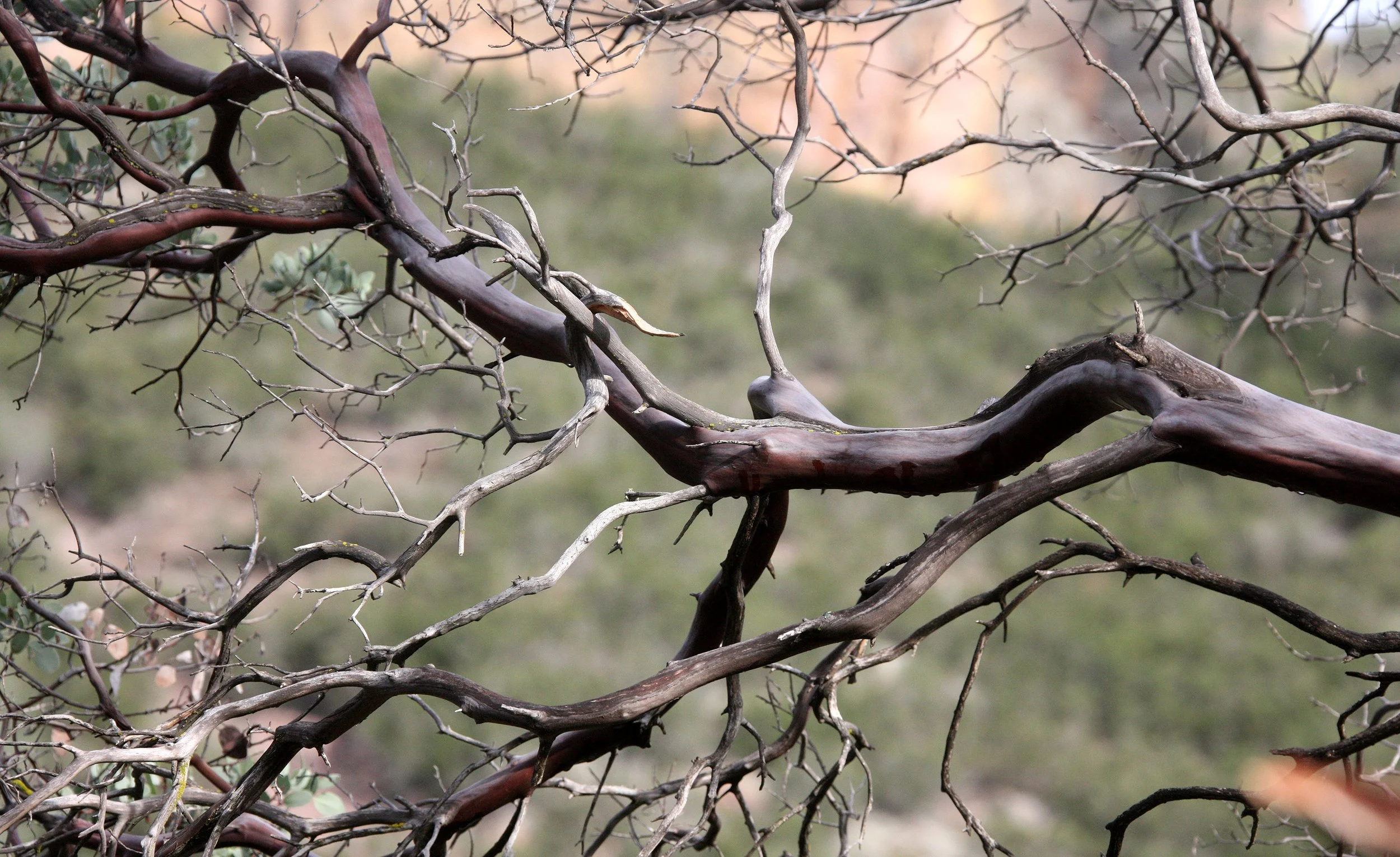 ERICACEAE - ARCTOSTAPHYLOS GLAUCA - BIG-BERRIED MANZANITA - PINNACLES NATIONAL MONUMENT CALIFORNIA (3).JPG