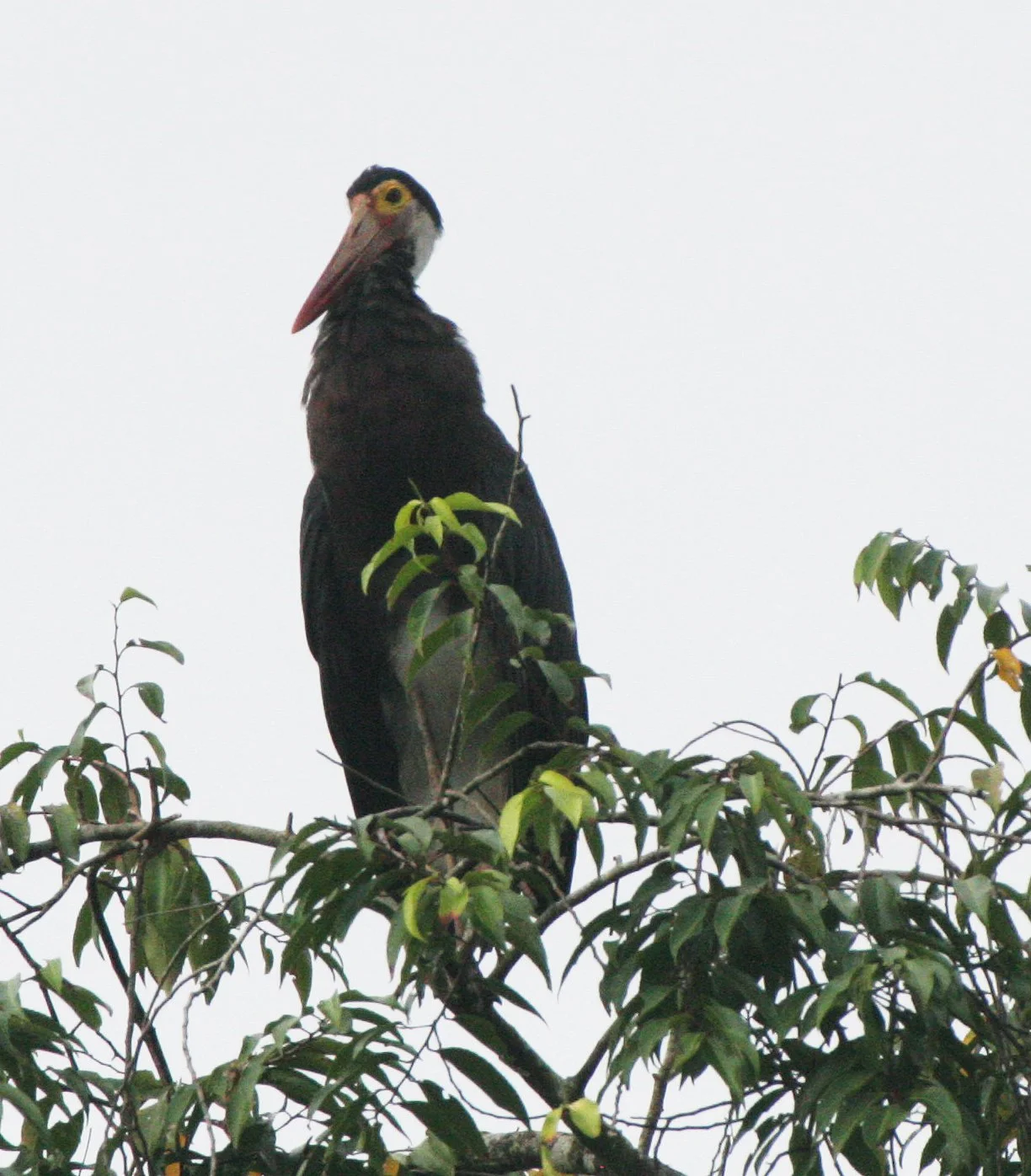 STORK - STORM'S STORK - Ciconia stormi - KINABATANGAN RIVER BORNEO (15).JPG