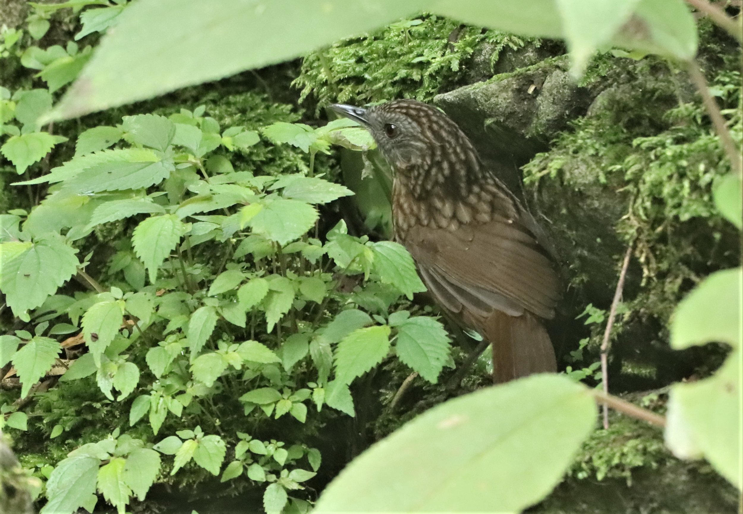 WREN-BABBLER - STREAKED WREN-BABBLER - Gypsophila brevicaudata - DOI ANG KANG CHIANG MAI (11).jpg