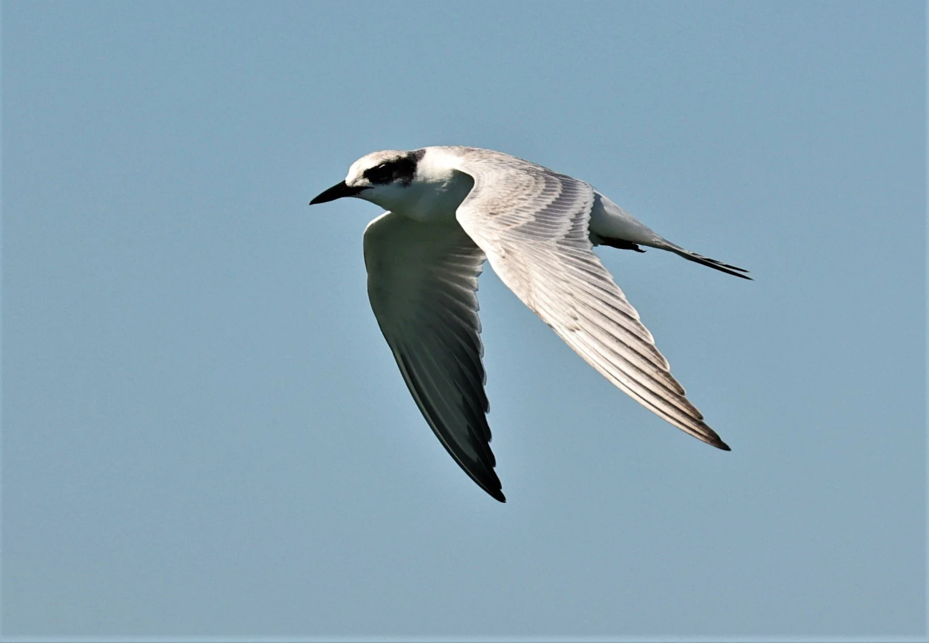 Sterna forsteri - FORSTER'S TERN - ELKHORN SLOUGH MOSS LANDING CALIFORNIA AUGUST 2022 (13).jpg