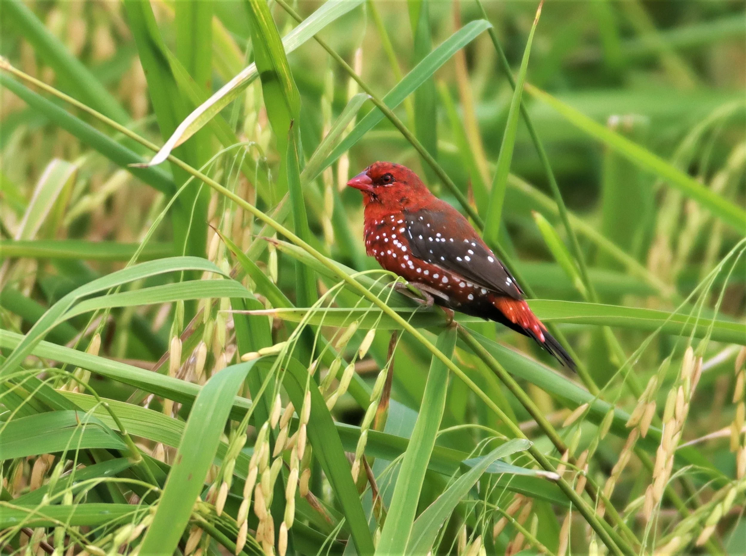 RED AVADAVAT - Amandava amandava - LAD KRABANG  THAP YAO RICE FIELDS AUGUST 14 2021 (150).jpg