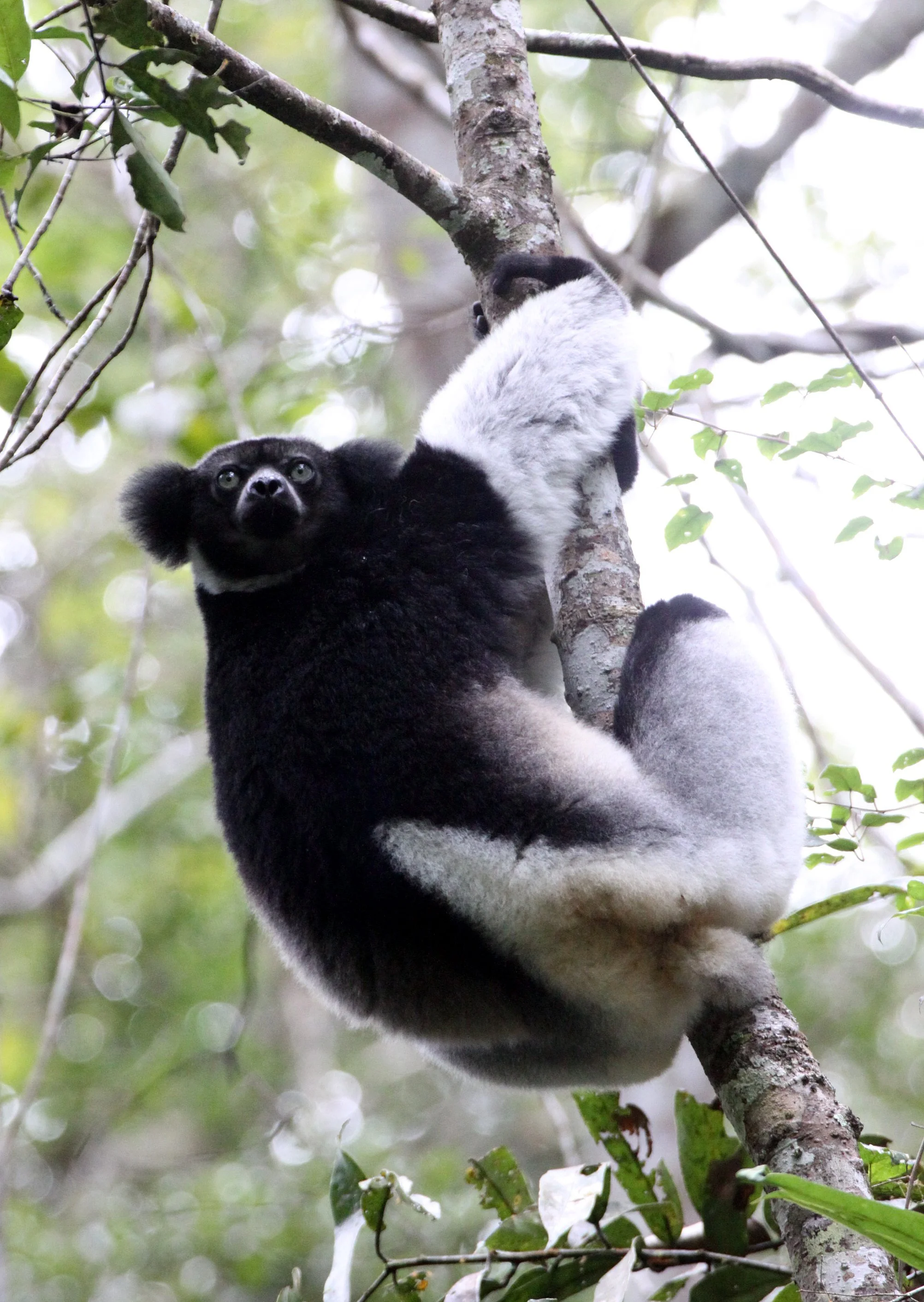 INDRIIDAE - Indri indri - MANTADIA NATIONAL PARK MADGASCAR (139).JPG