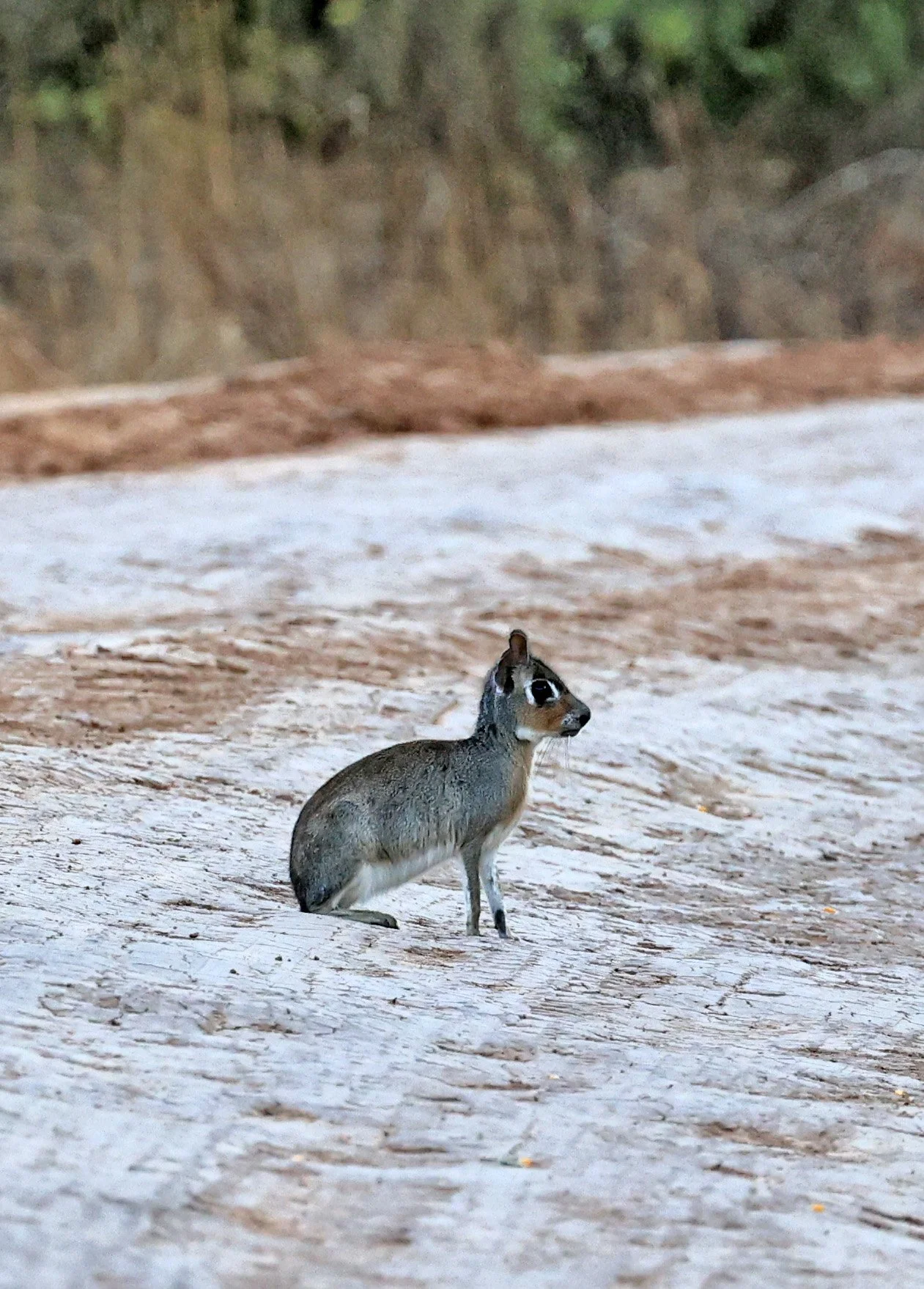 Chacoan Mara (Pediolagus salinicola) Agua Dulce Paraguay (2).jpg