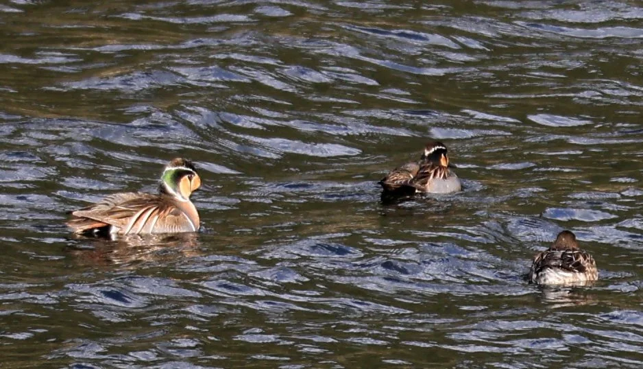 Baikal teal (Sibirionetta formosa) Takagawa Dam Lake, Kagoshima Japan (42).jpg