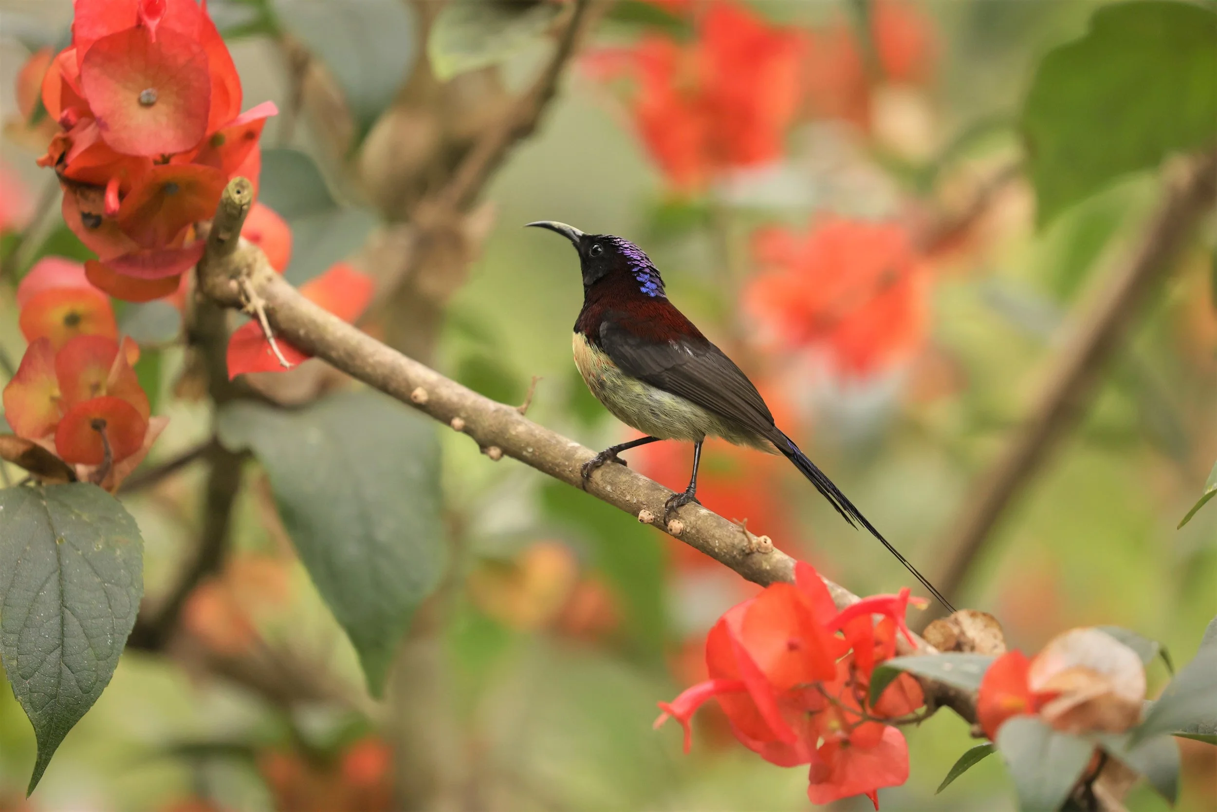 SUNBIRD - BLACK-THROATED SUNBIRD - Aethopyga saturata - DOI INTHANON NP CHIANG MAI, DEC 2021 (45).jpg