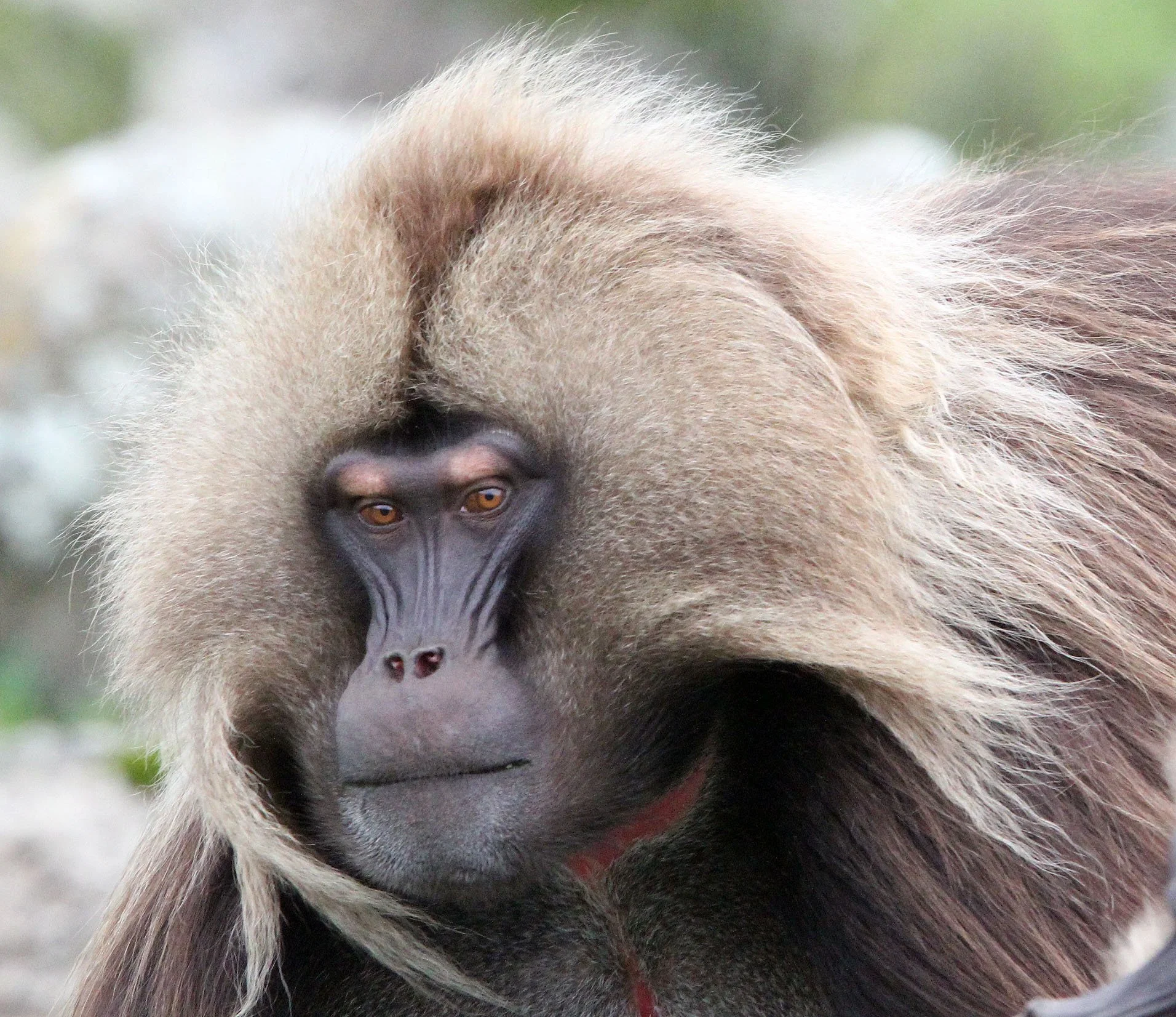 CERCOPITHECIDAE - Theropithecus gelada - GELADA - SIMIEN MOUNTAINS NATIONAL PARK ETHIOPIA (1779).JPG