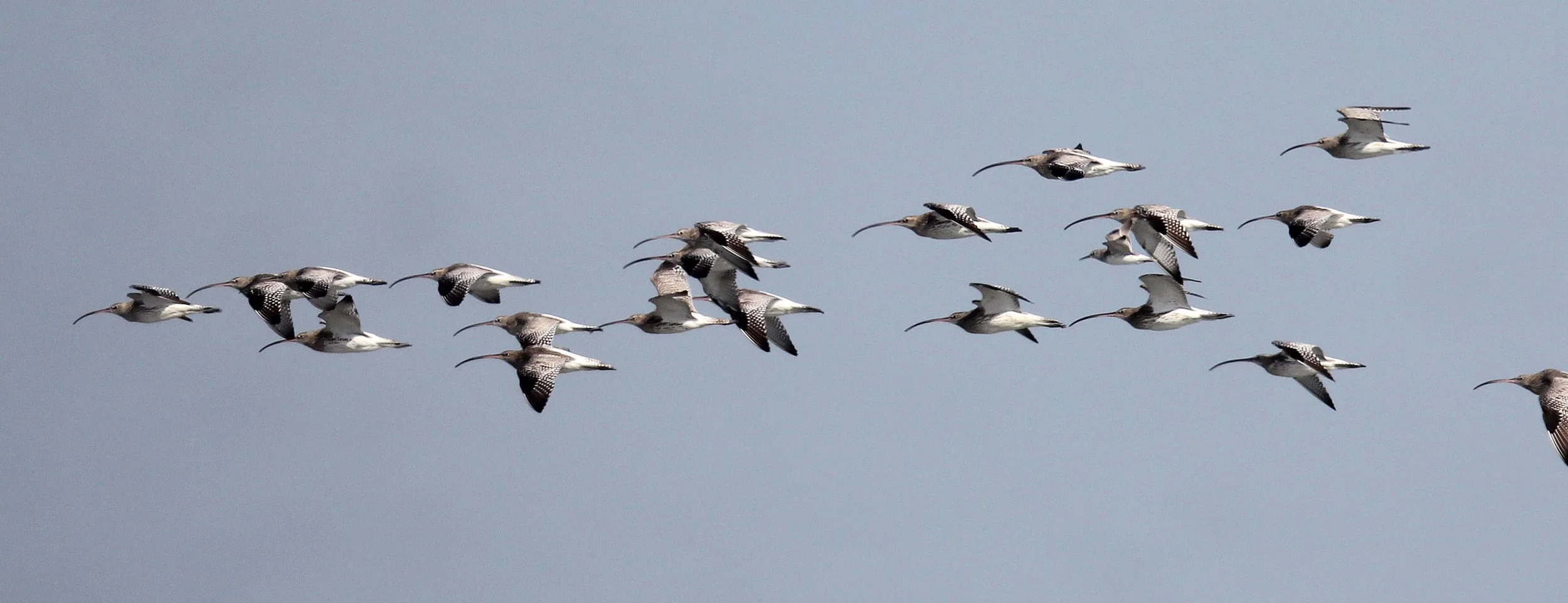 CURLEW - EURASIAN CURLEW - Numenius arquata - PAK THALE LEAM PAK BIA, PETCHABURI PROVINCE THAILAND (19).JPG