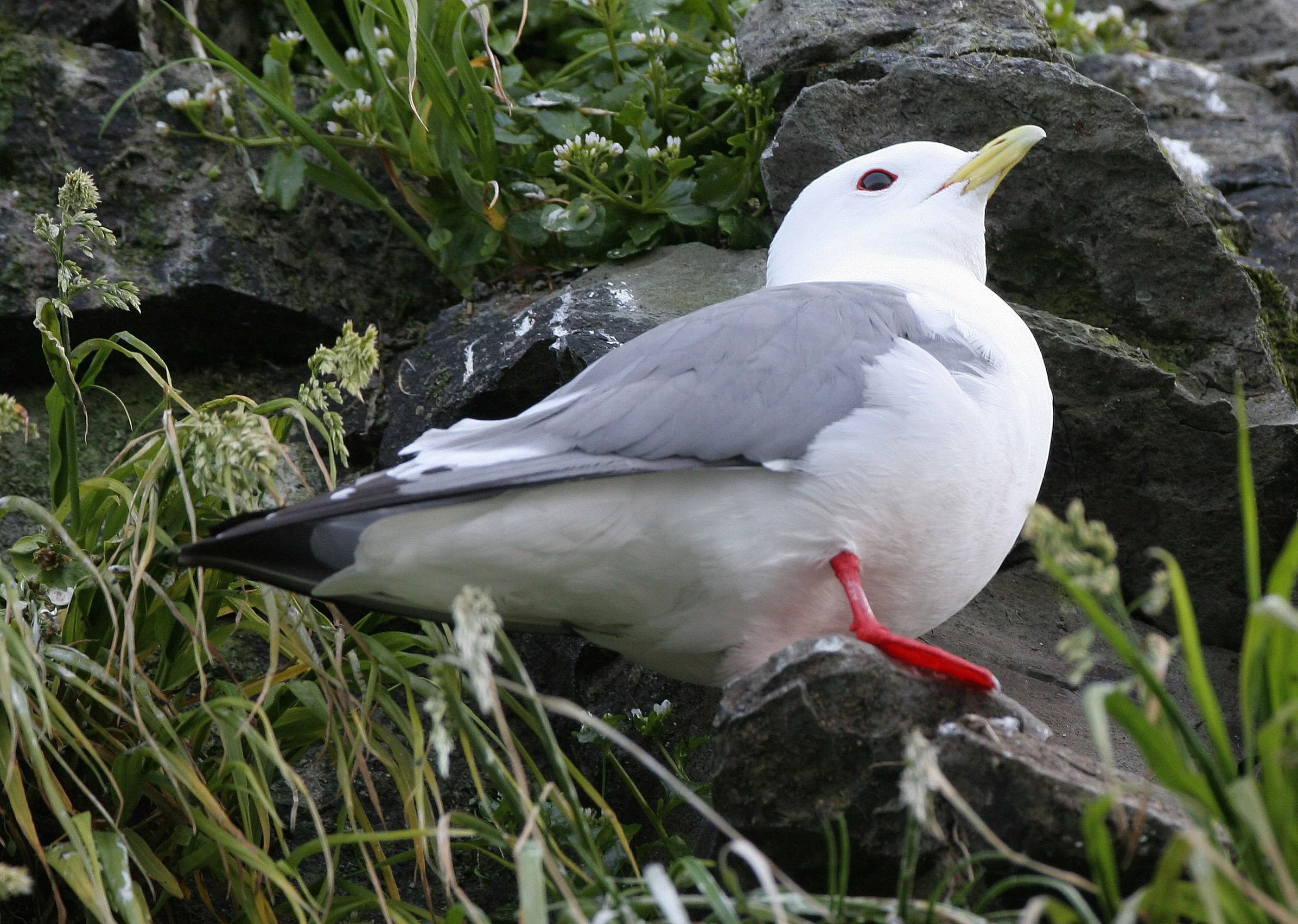 BIRD - KITTIWAKE - RED-LEGGED - COMMANDERS (7).jpg