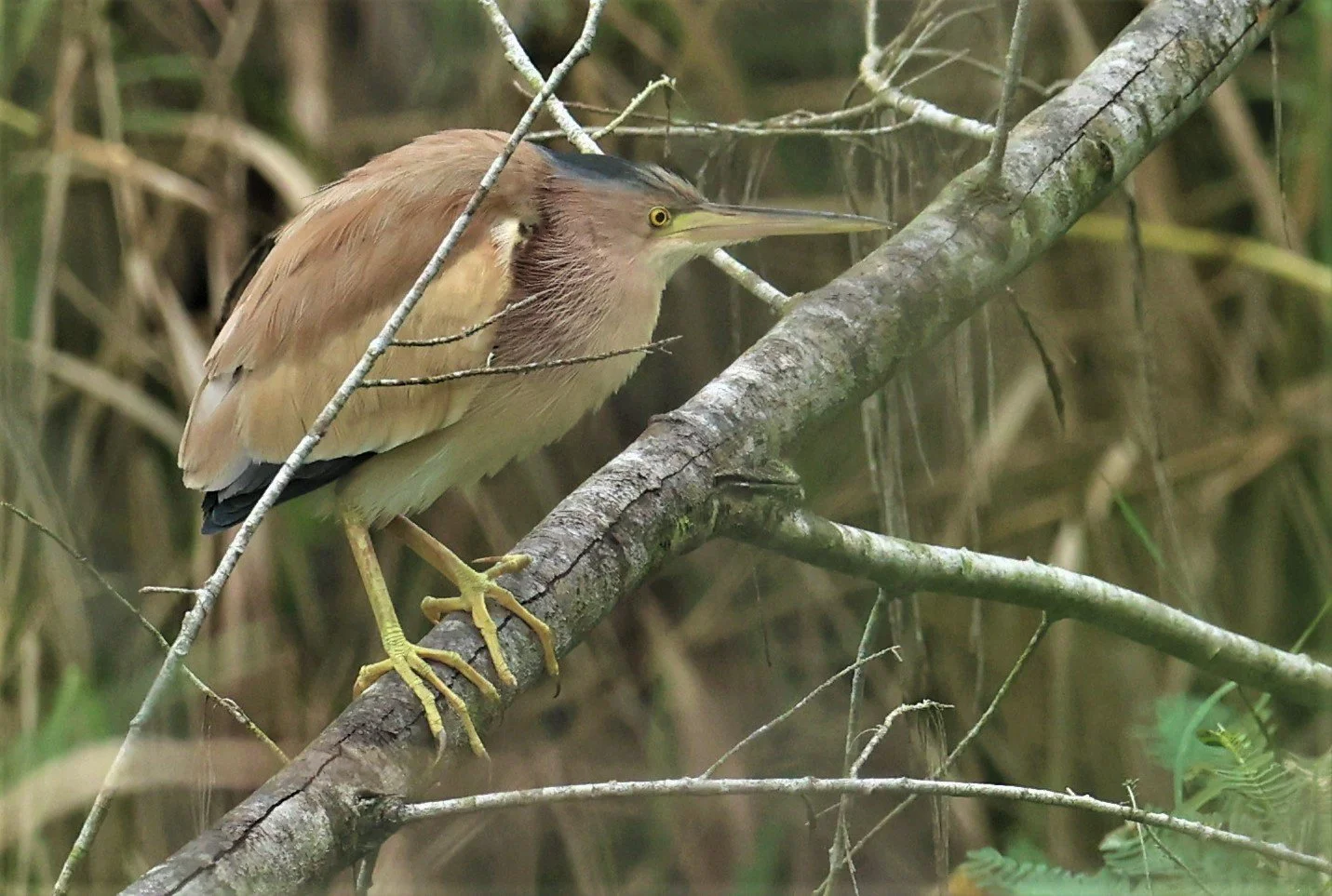 BITTERN - YELLOW BITTERN - Ixobrychus sinensis - PAK PHAYUN DISTRICT, PATTHALUNG APRIL 2022 (48).jpg