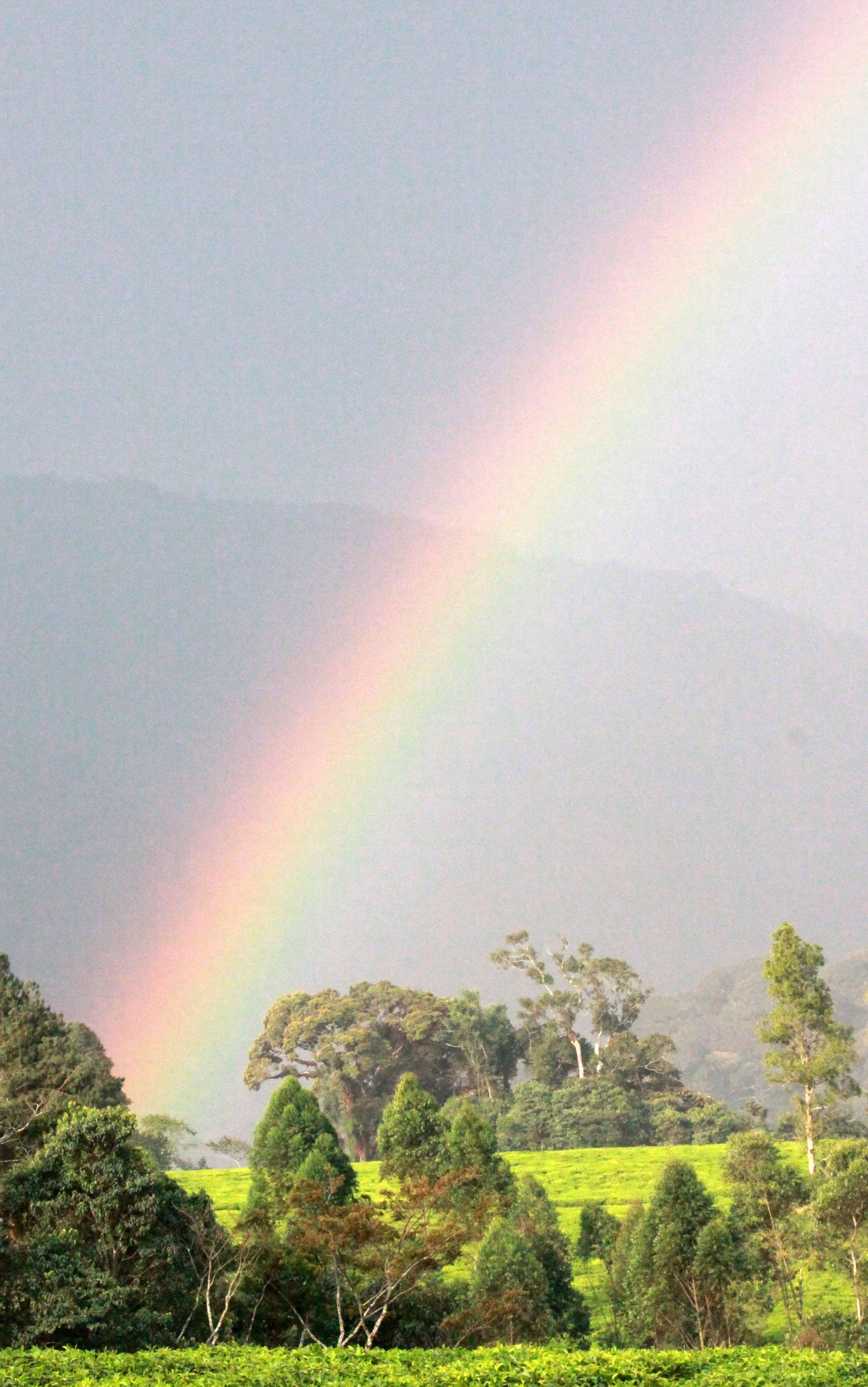 NYUNGWE NATIONAL PARK RWANDA - GISAKURA TEA ESTATE (543).JPG