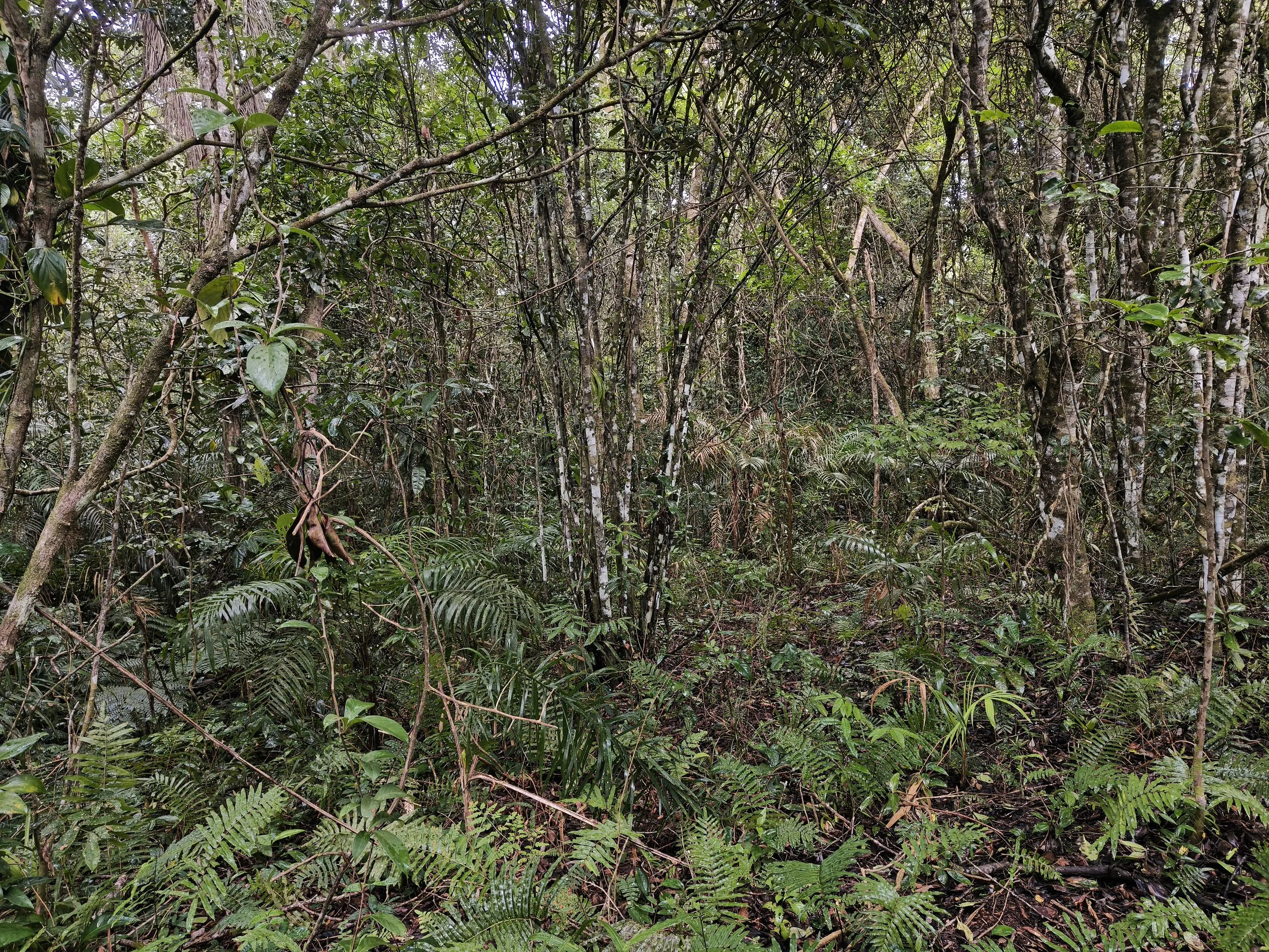 Superagüi National Park