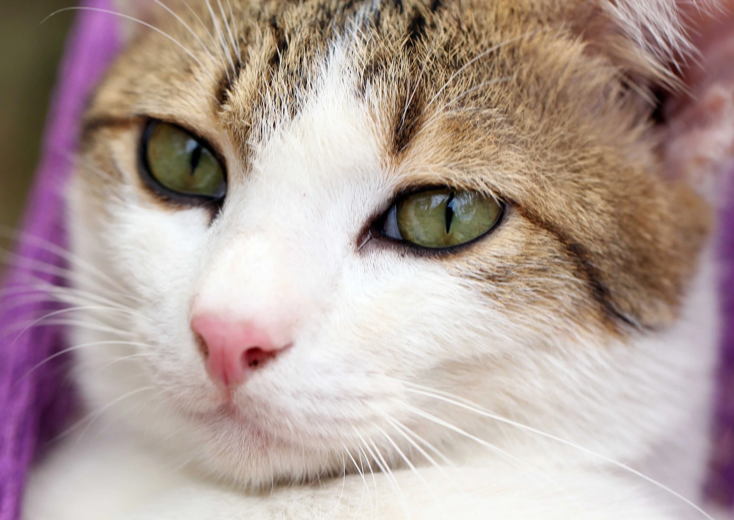 2015 Koh Lanta Songkran with friends from ISB (359).JPG