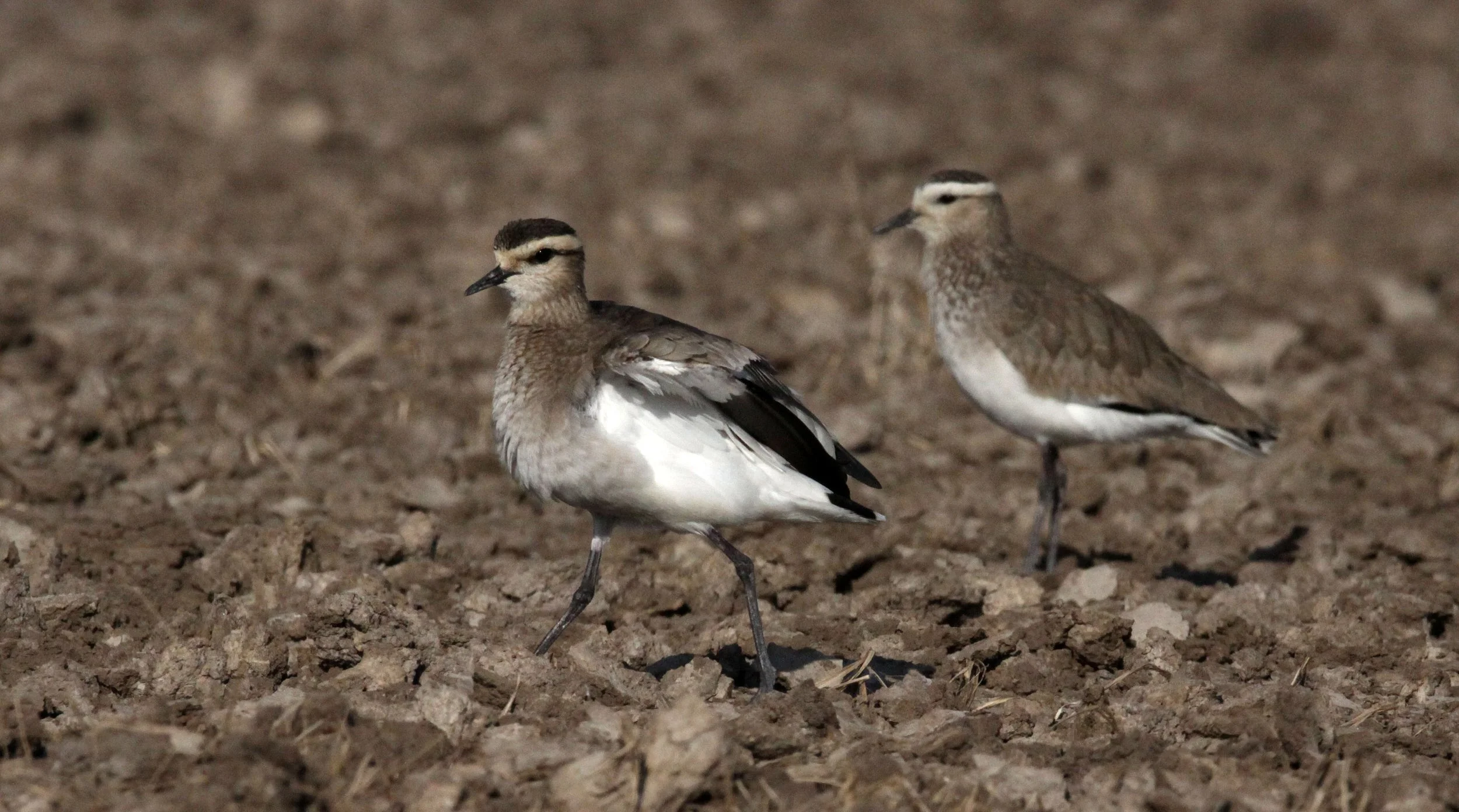LAPWING - SOCIABLE LAPWING - Vanellus gregarius - LITTLE RANN OF KUTCH GUJARAT INDIA (57).JPG