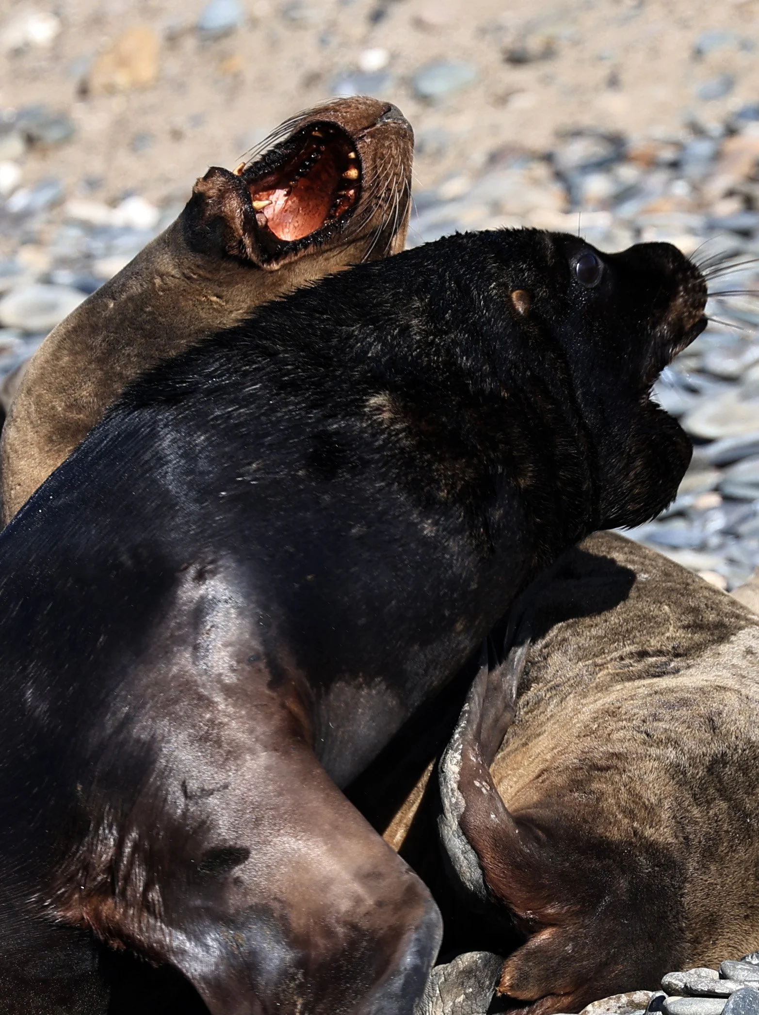 South American Sea Lion (Otaria flavescens) Puerto Rawson Argentina (7).jpg