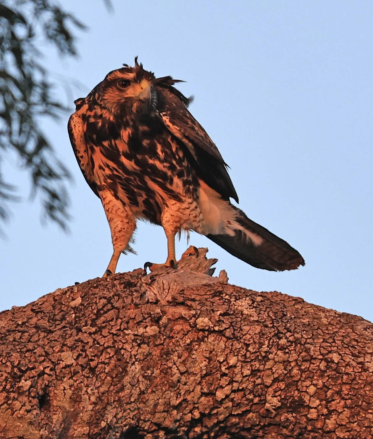 Savanna Hawk (Buteogallus meridionalis) Agua Dulce Paraguay (10).jpg