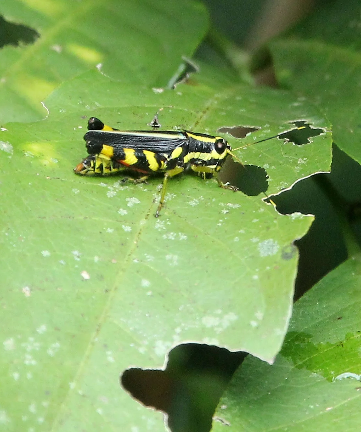 2017 Phu Khieo Wildlife Sanctuary  (21).JPG