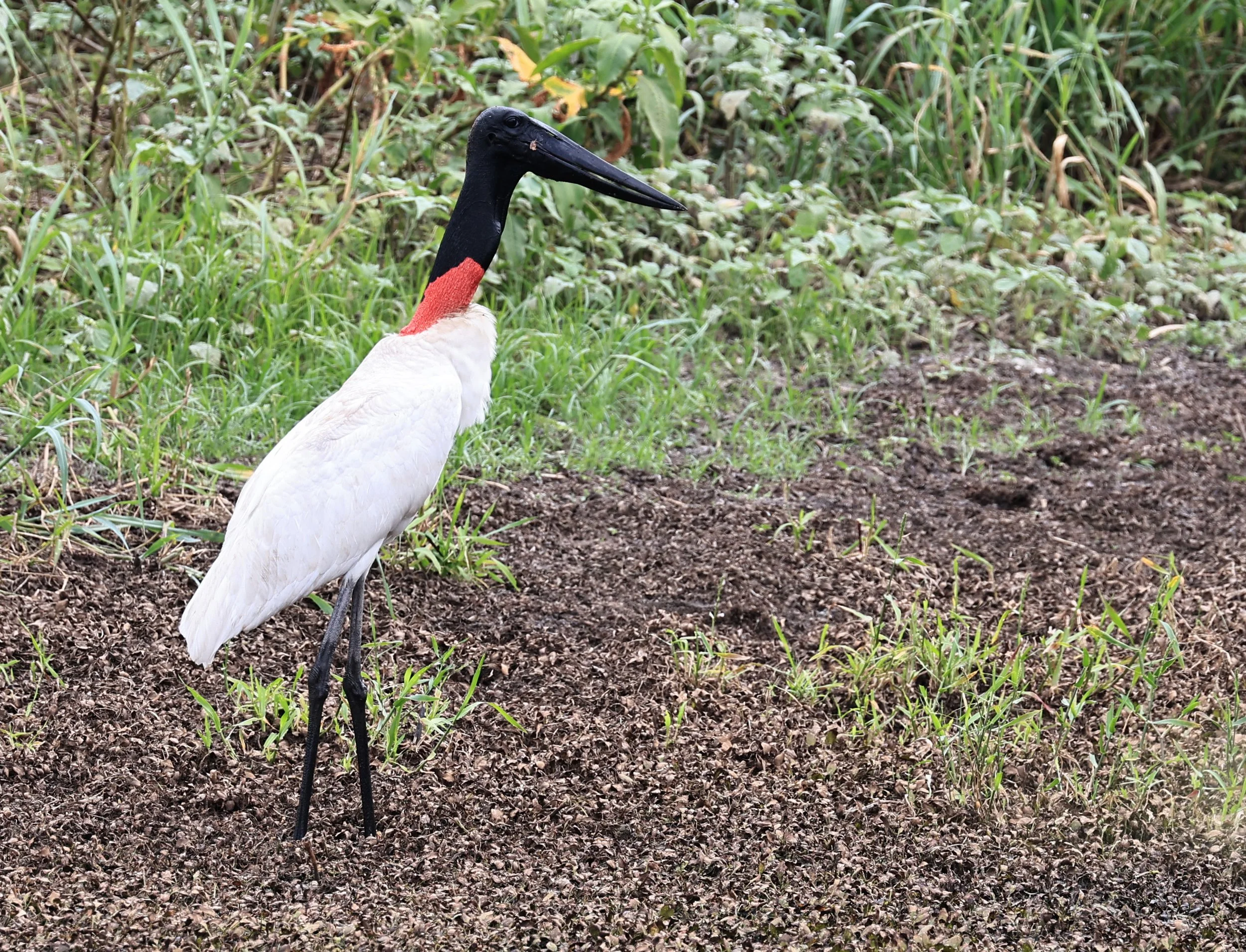 Jabiru (Jabiru mycteria) Agua Dulce Paraguay (30).jpg
