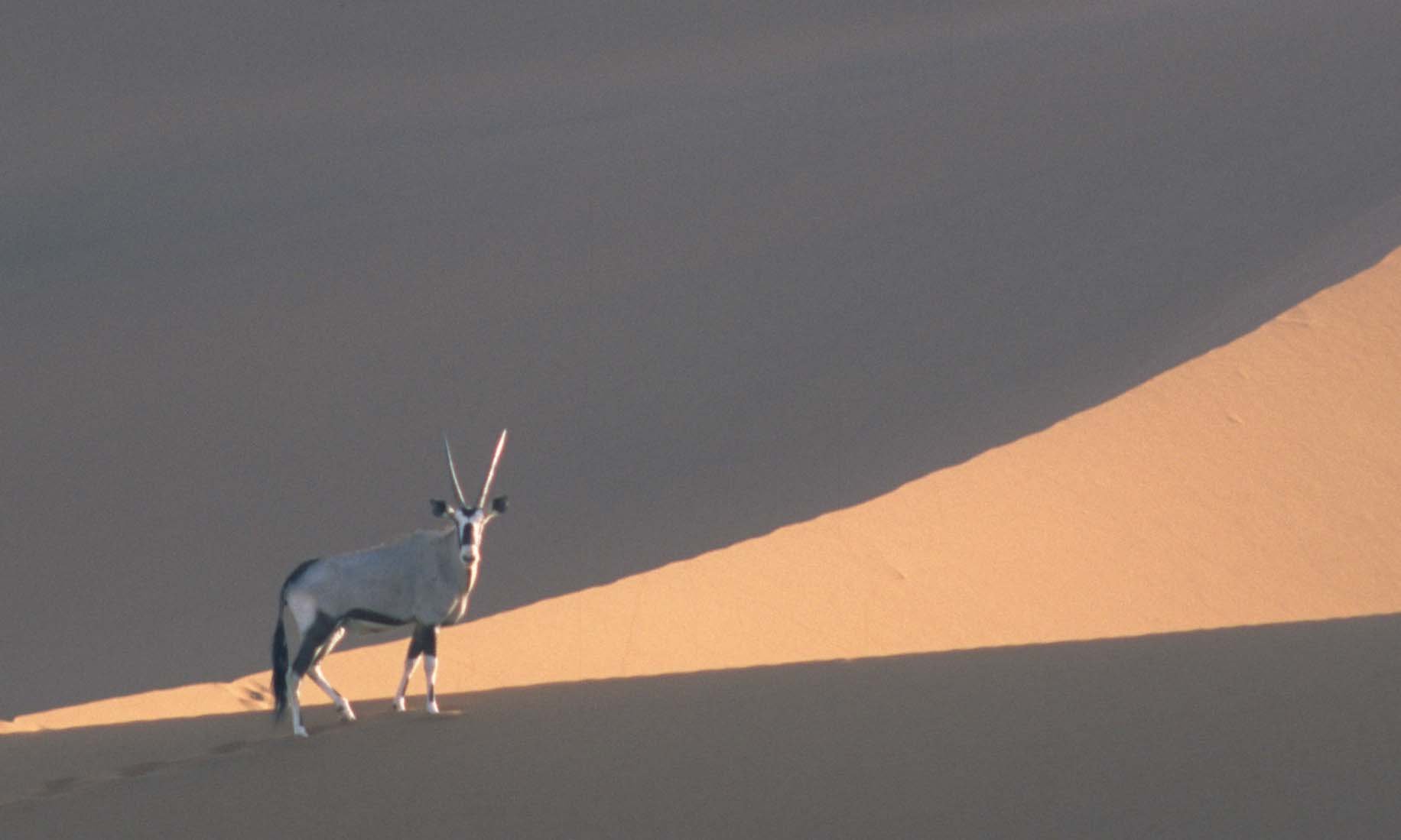 BOVID - ORYX - DESERT GEMSBOK - NAMIBIA (3).jpg