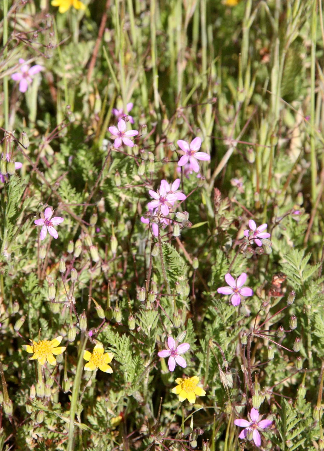GERANIACEAE - ERODIUM SPECIES - RED-STEM FILAREE - CARRIZO PLAIN CALIFORNIA.JPG