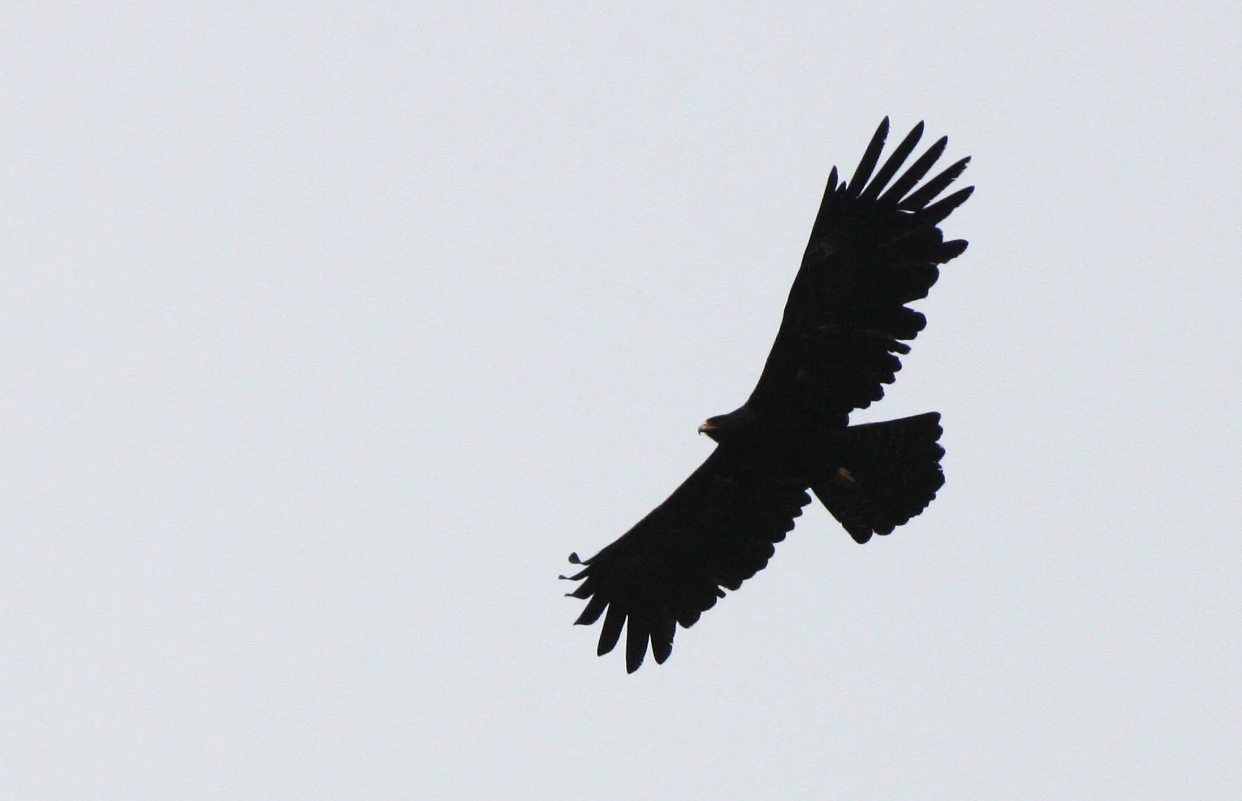 Ictinaetus malaiensis - BLACK EAGLE - KAENG KRACHAN THAILAND (14).JPG