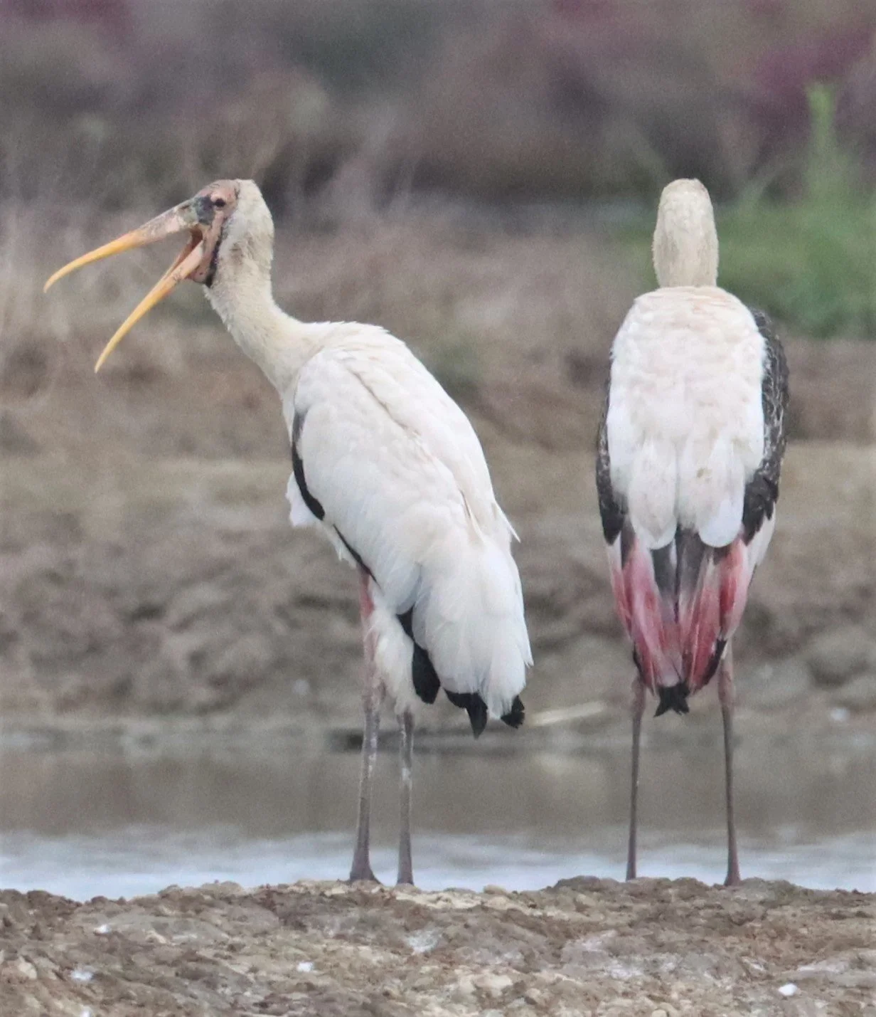 STORK - MILKY STORK - Mycteria cinerea - WITH PAINTED STORK - KHLONG TAMRU CHONBURI (28).jpg