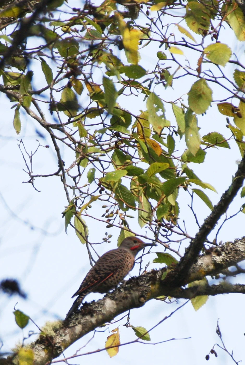 BIRD - WOODPECKER - FLICKER - NORTHERN FLICKER (4).JPG