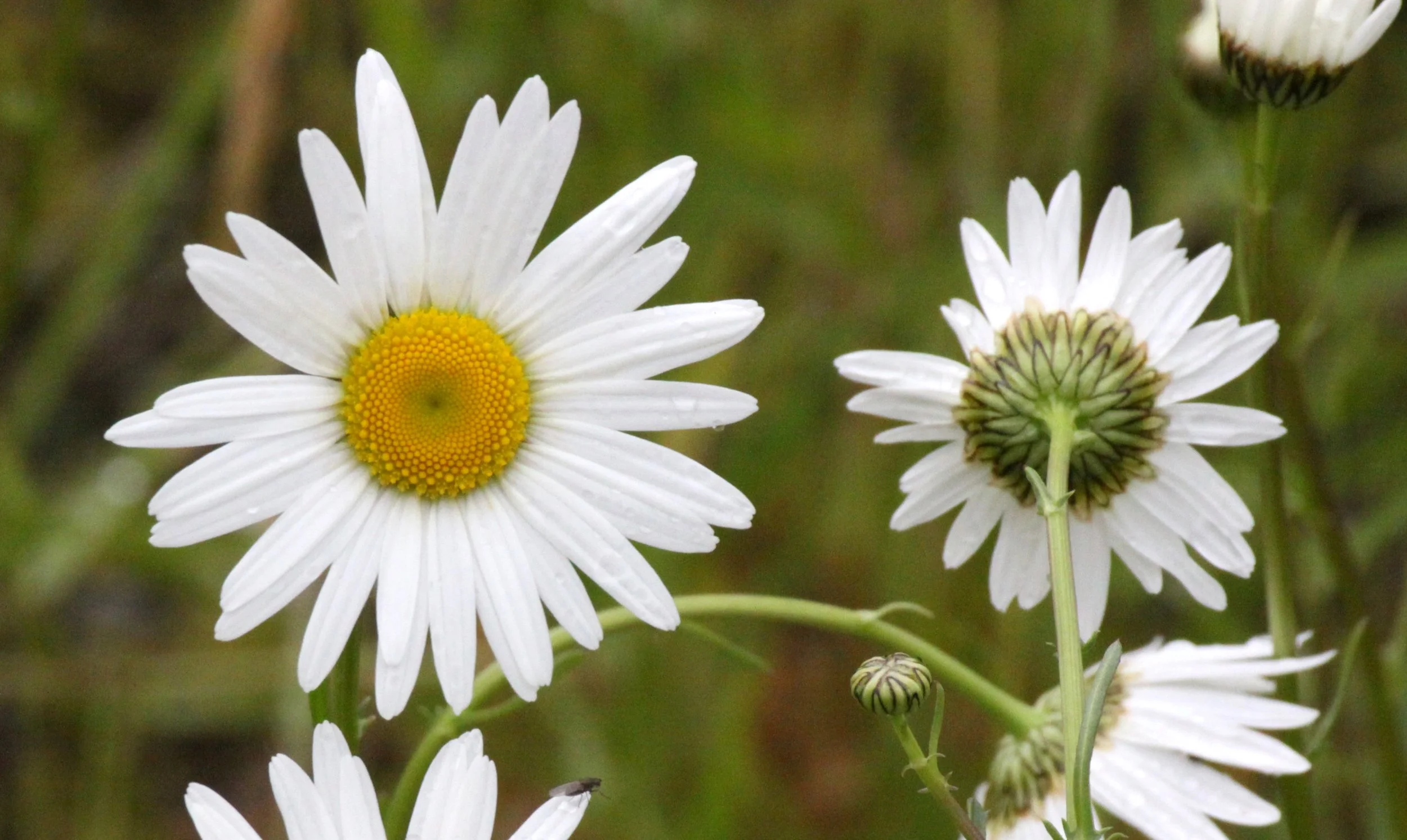 ASTERACEAE - OX-EYE DAISY - SOMEMOS MARSH VANCOUVER ISLAND BC.JPG
