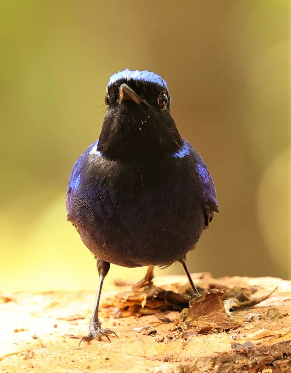 NILTAVA - SMALL NILTAVA - Niltava macgrigoriae - DOI ANG KHANG CHIANG MAI (7).jpg