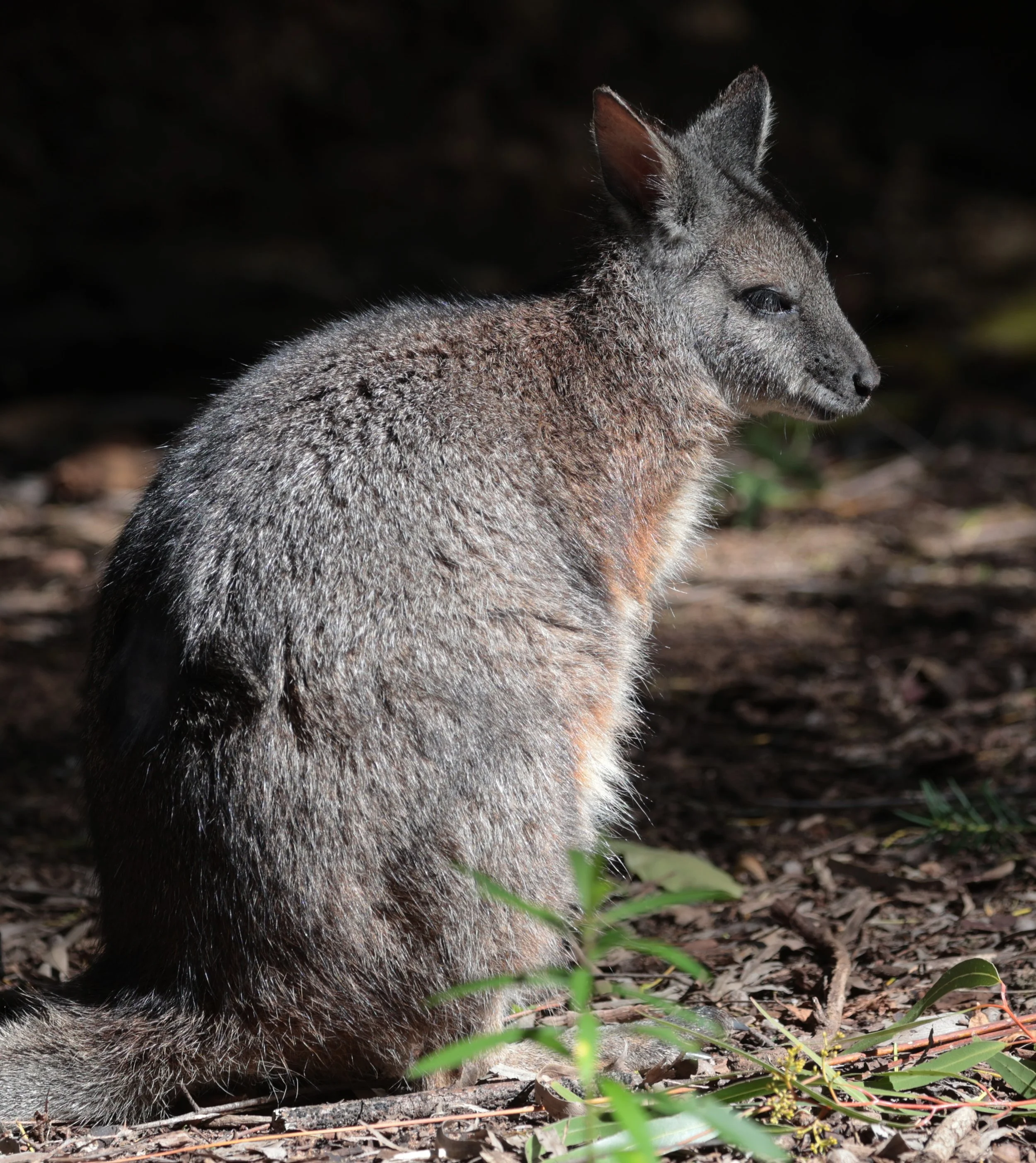 Tammar Wallaby (Notamacropus eugenii) Dryandra - Western Australia