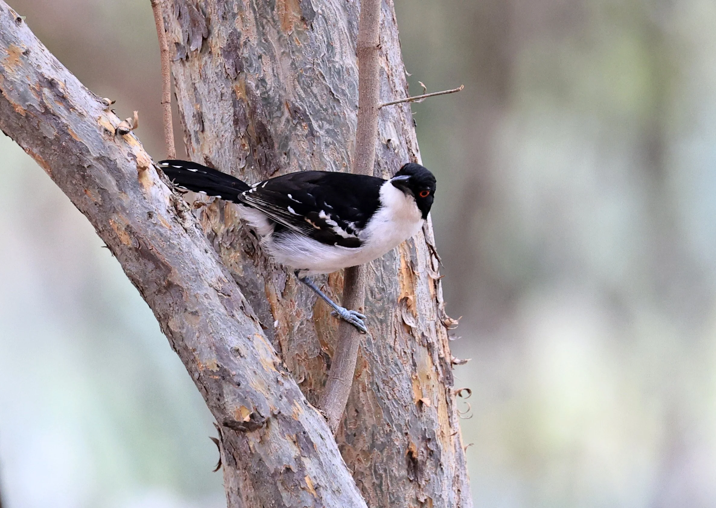 Great Antshrike (Taraba major) Hotel Campestre Iparoma Paraguay (17).jpg