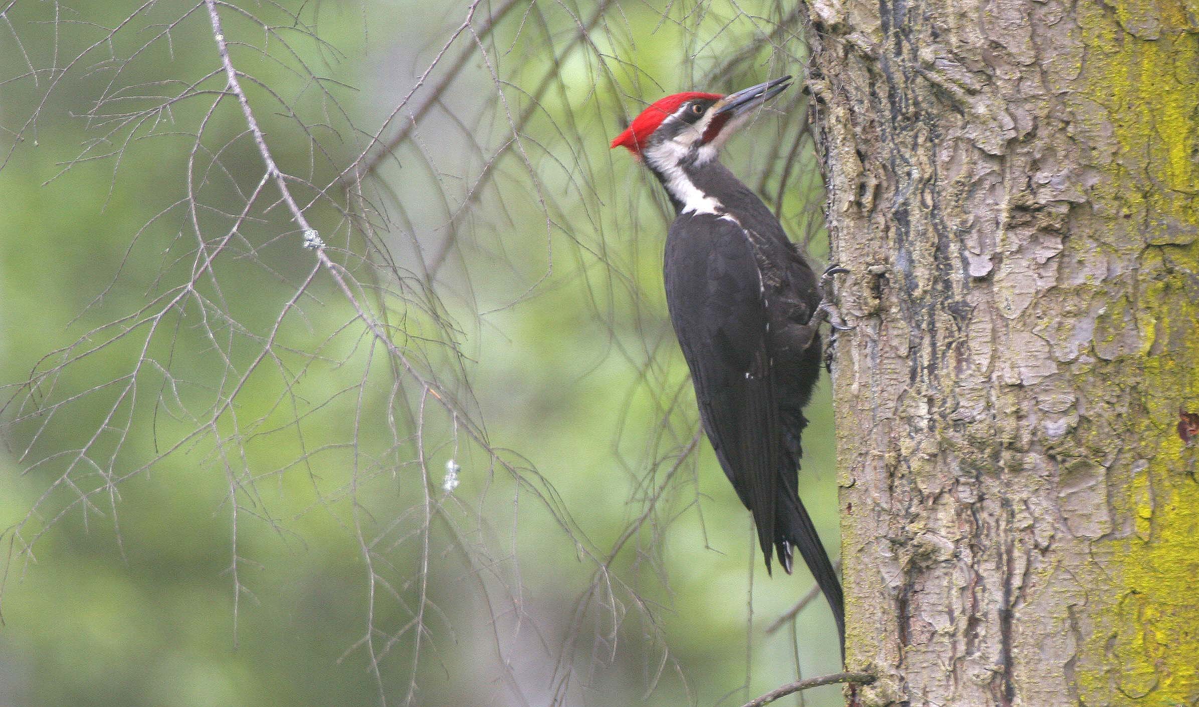 BIRD - WOODPECKER - PILEATED WOODPECKER - GASMAN (7).jpg
